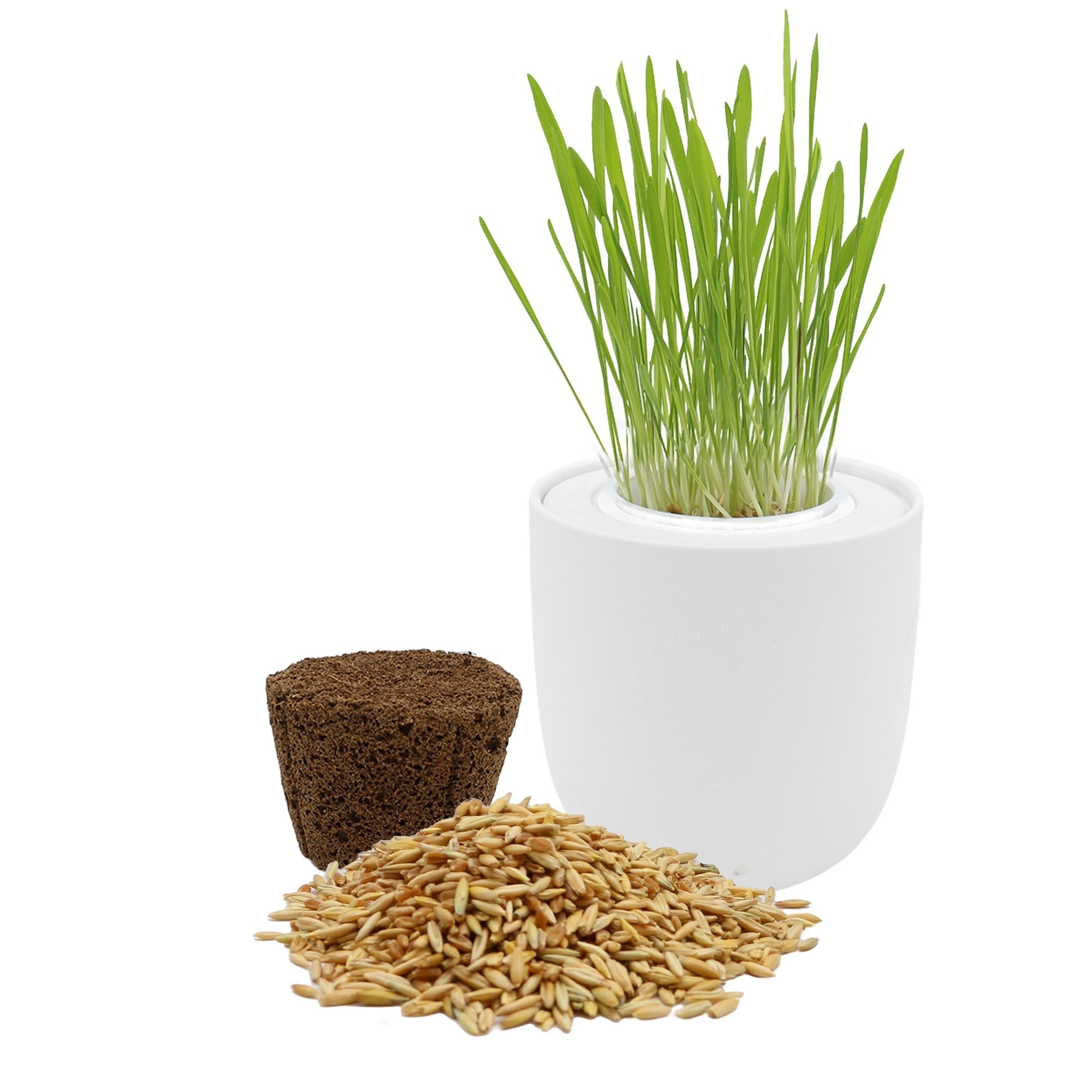 Cat Grass Growing Kit