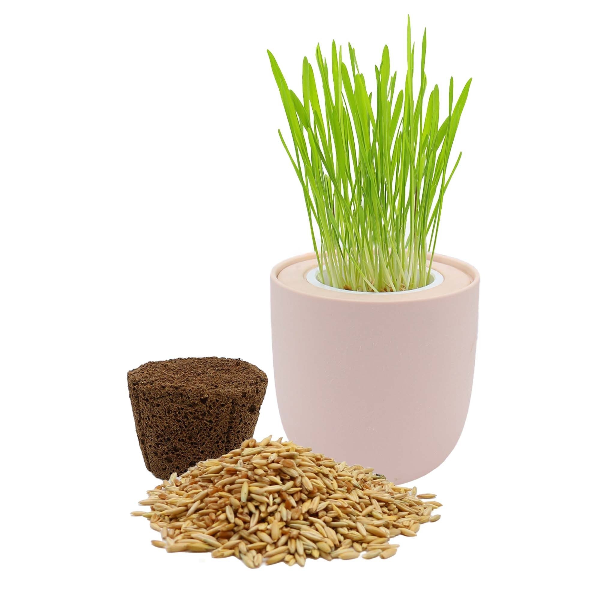 Cat Grass Growing Kit