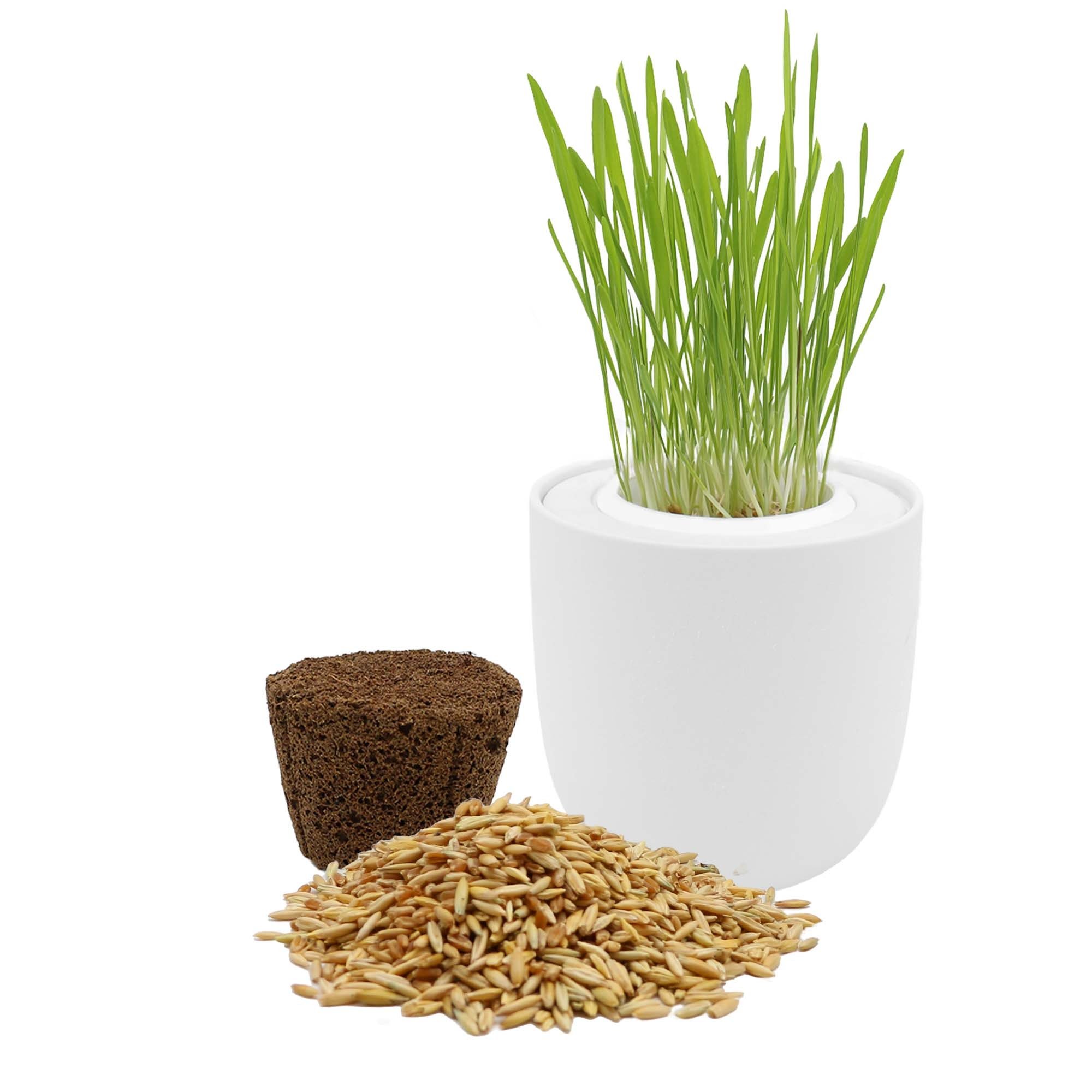 White Ceramic Pot Cat Grass with Organic Cat Grass Seed Mix