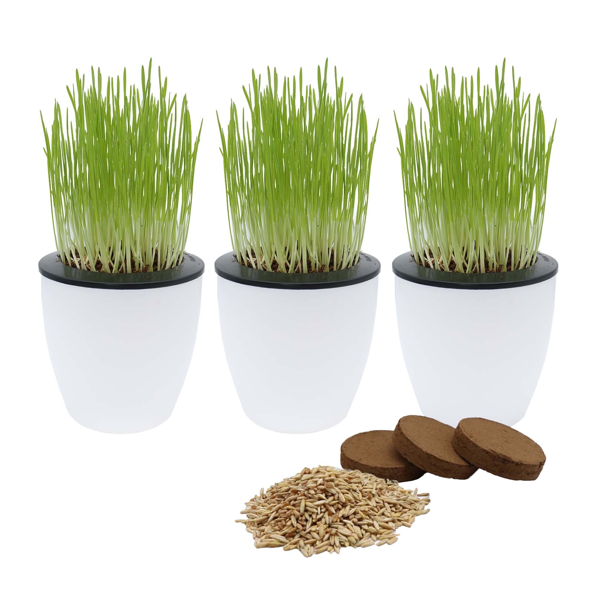 Organic Cat Grass with Cat Grass Seed Mix and Three Self-Watering Pots