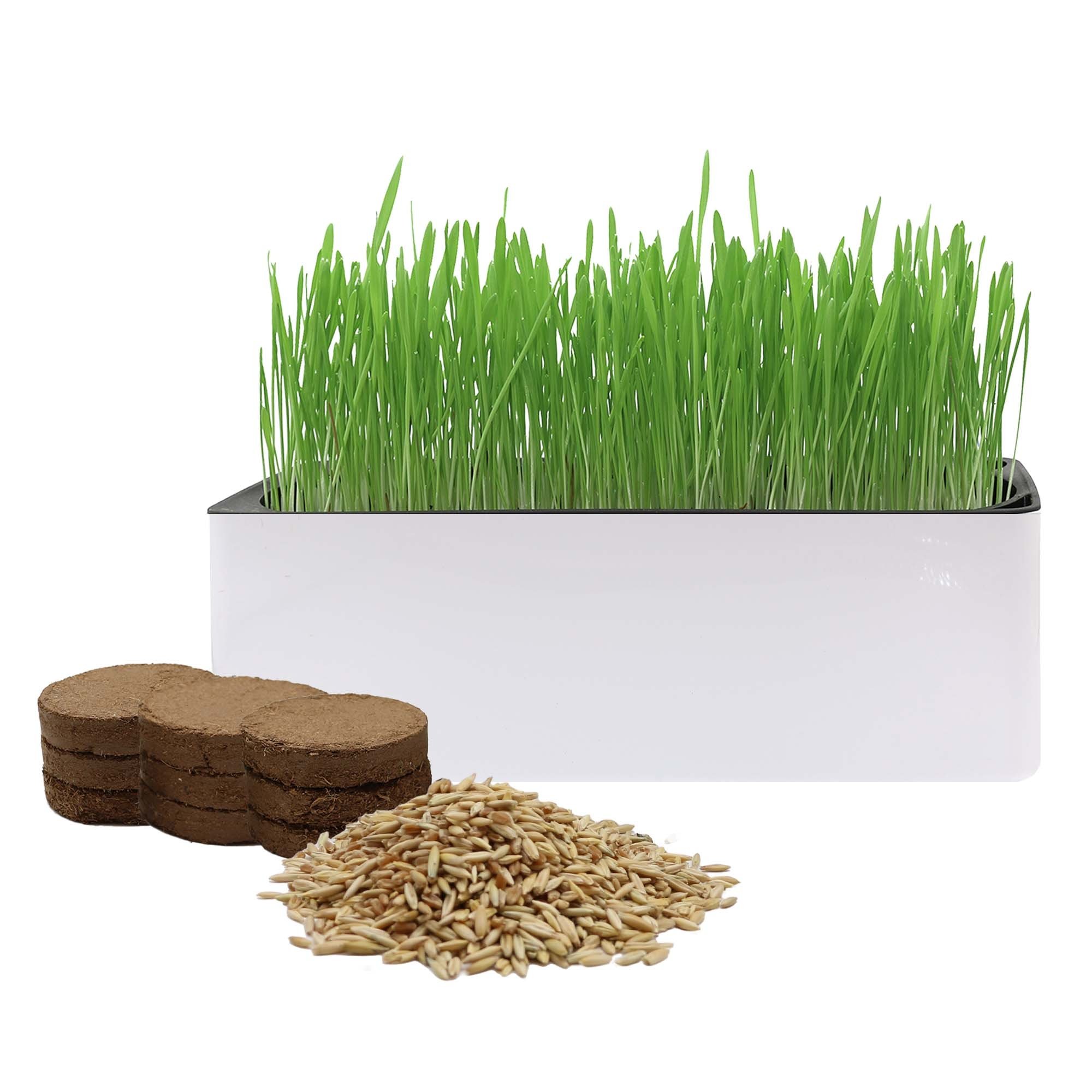 Organic Cat Grass Kit with Cat Grass Seed Mix