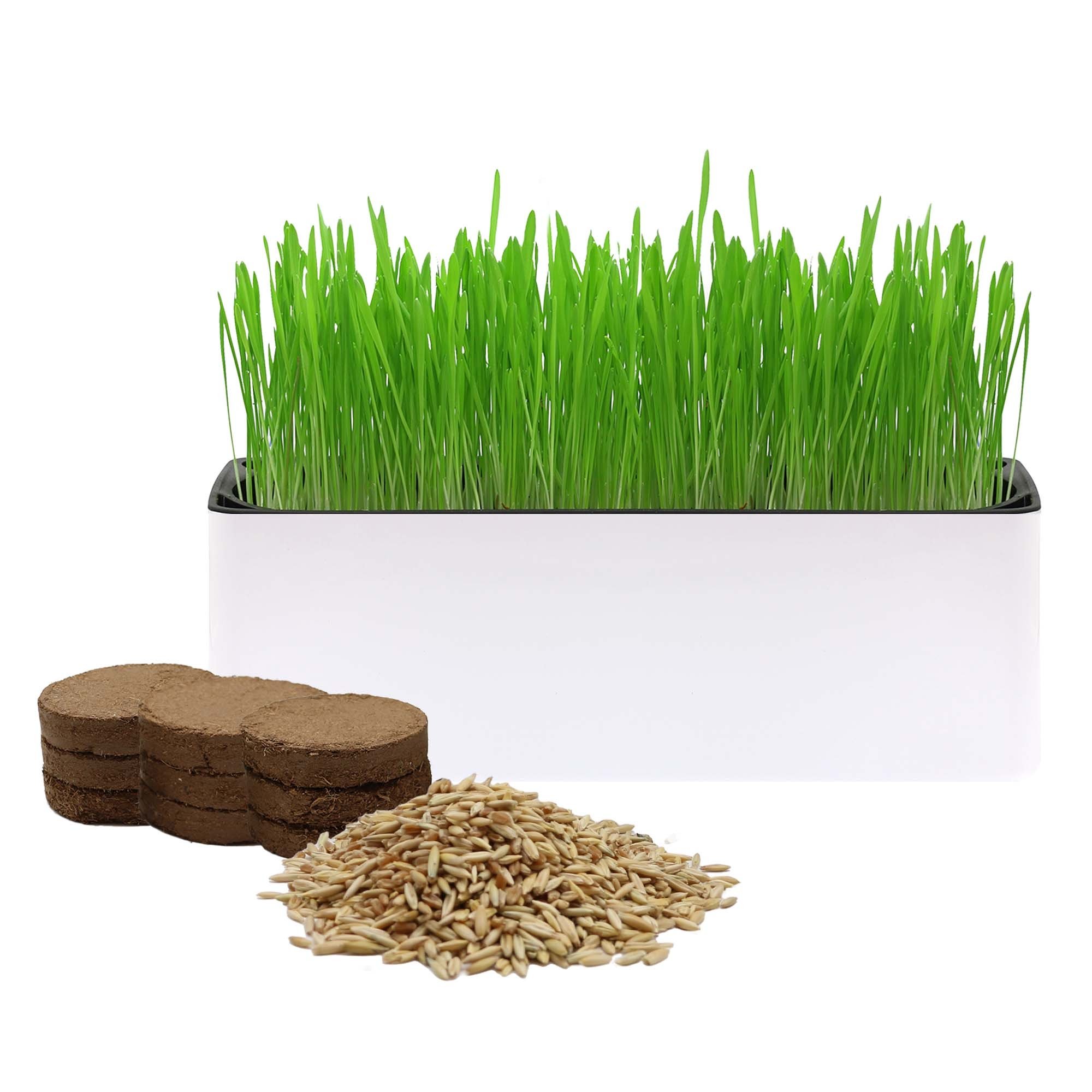 Organic Cat Grass Kit with Cat Grass Seed Mix