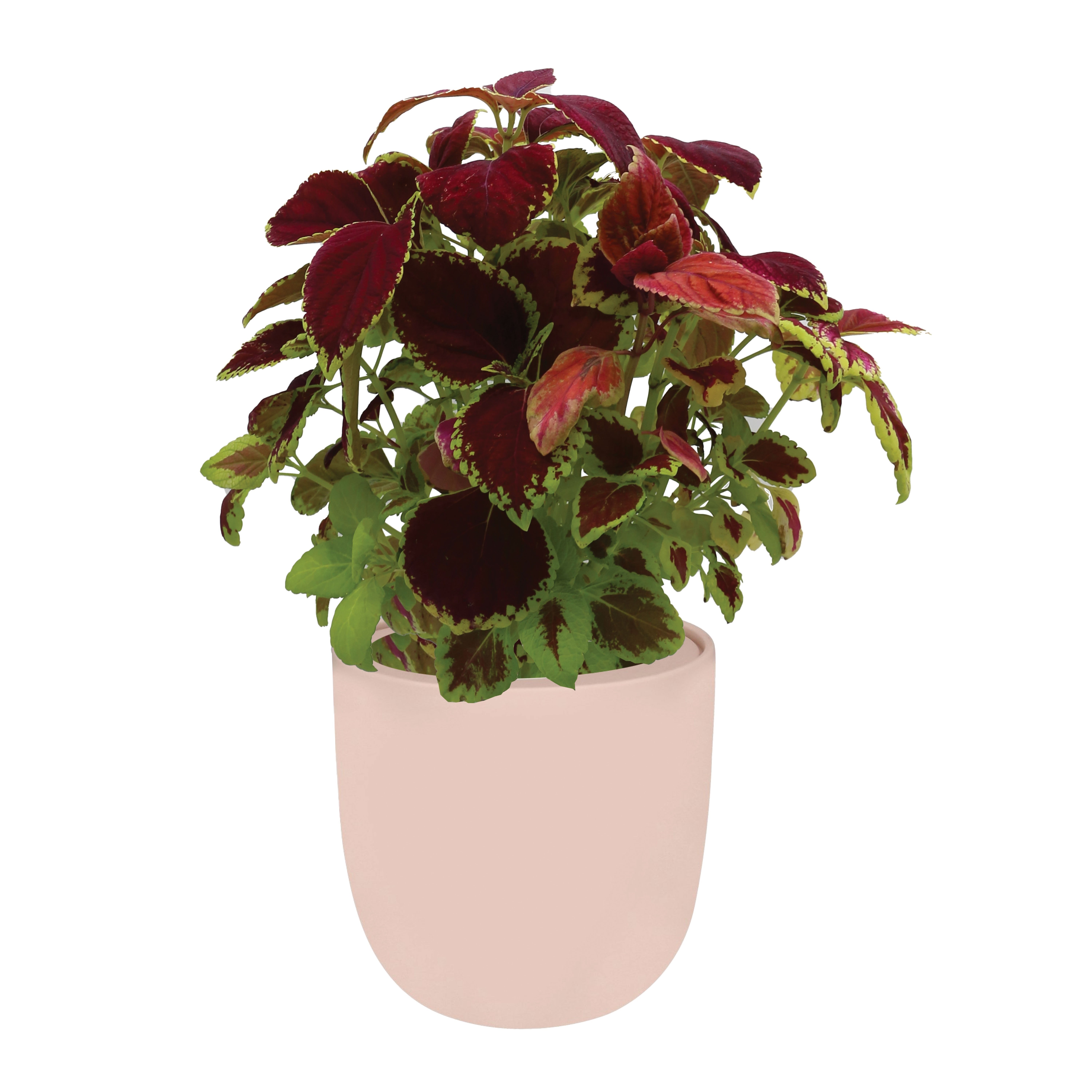 Coleus