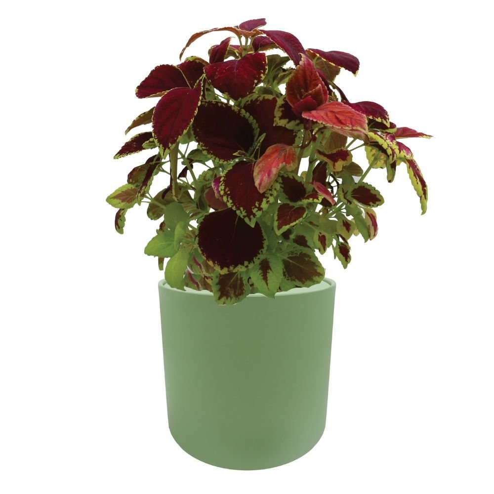 Coleus