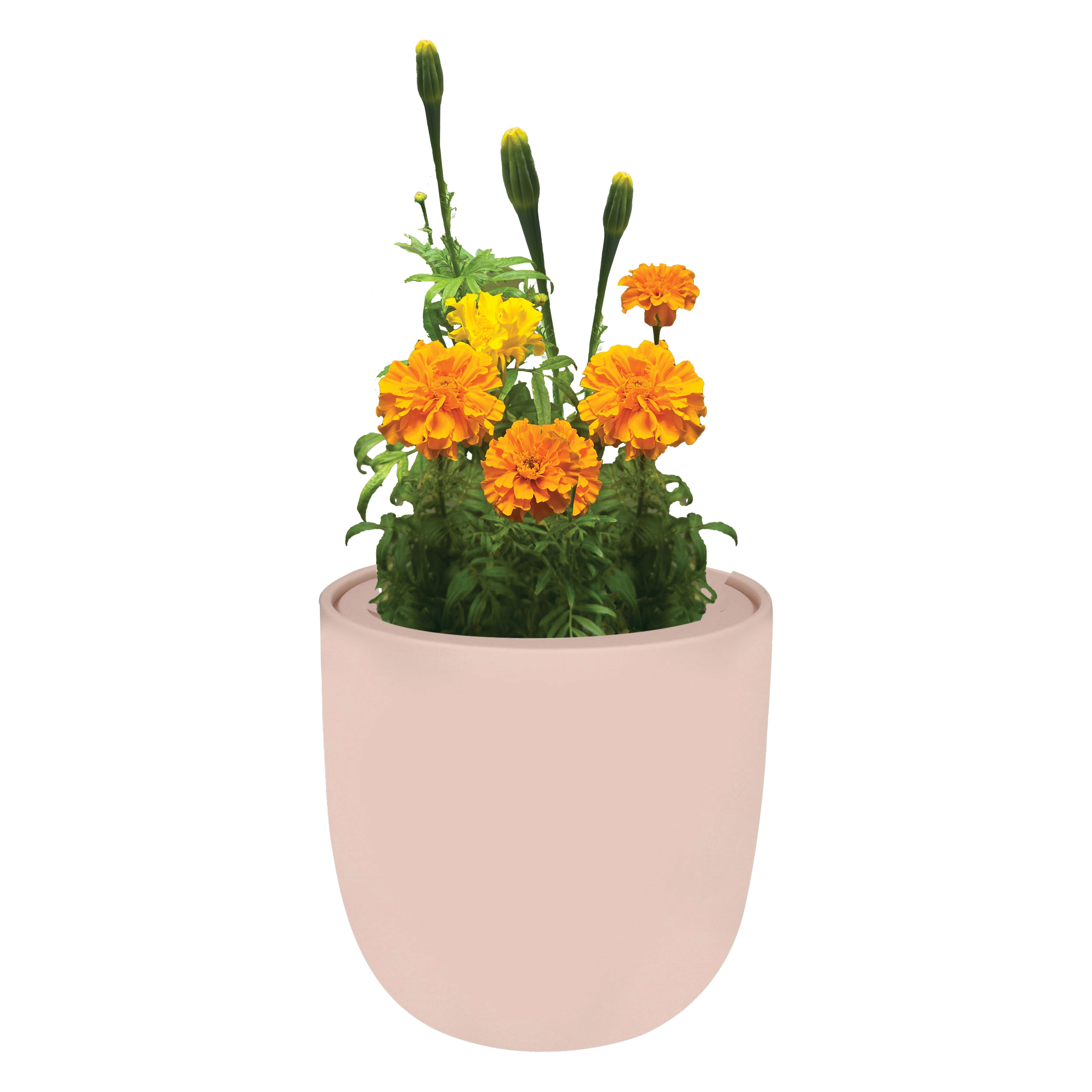 pink marigold plant