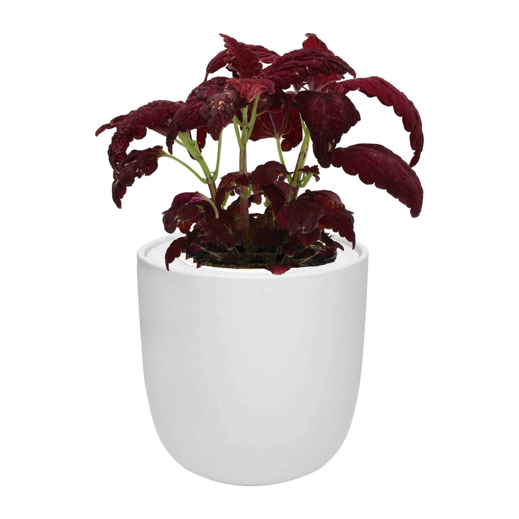 Coleus, Black Dragon