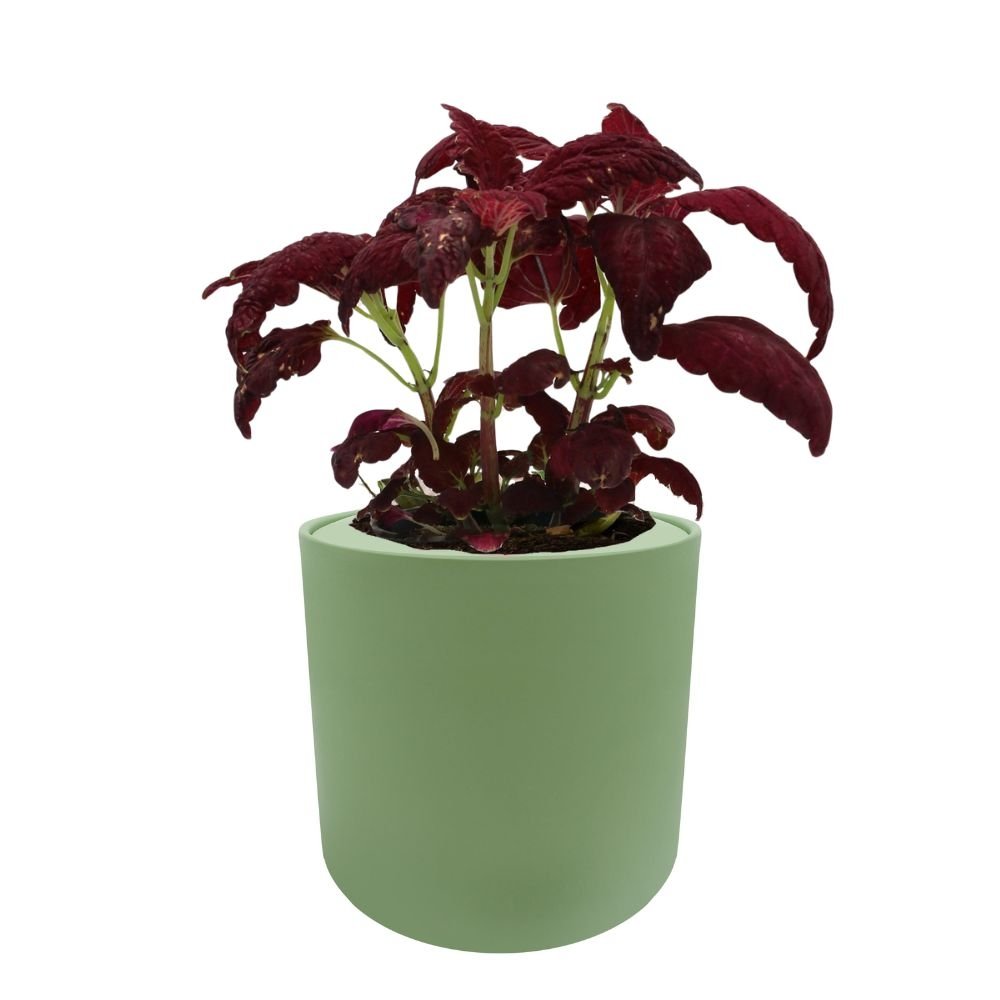 Coleus, Black Dragon