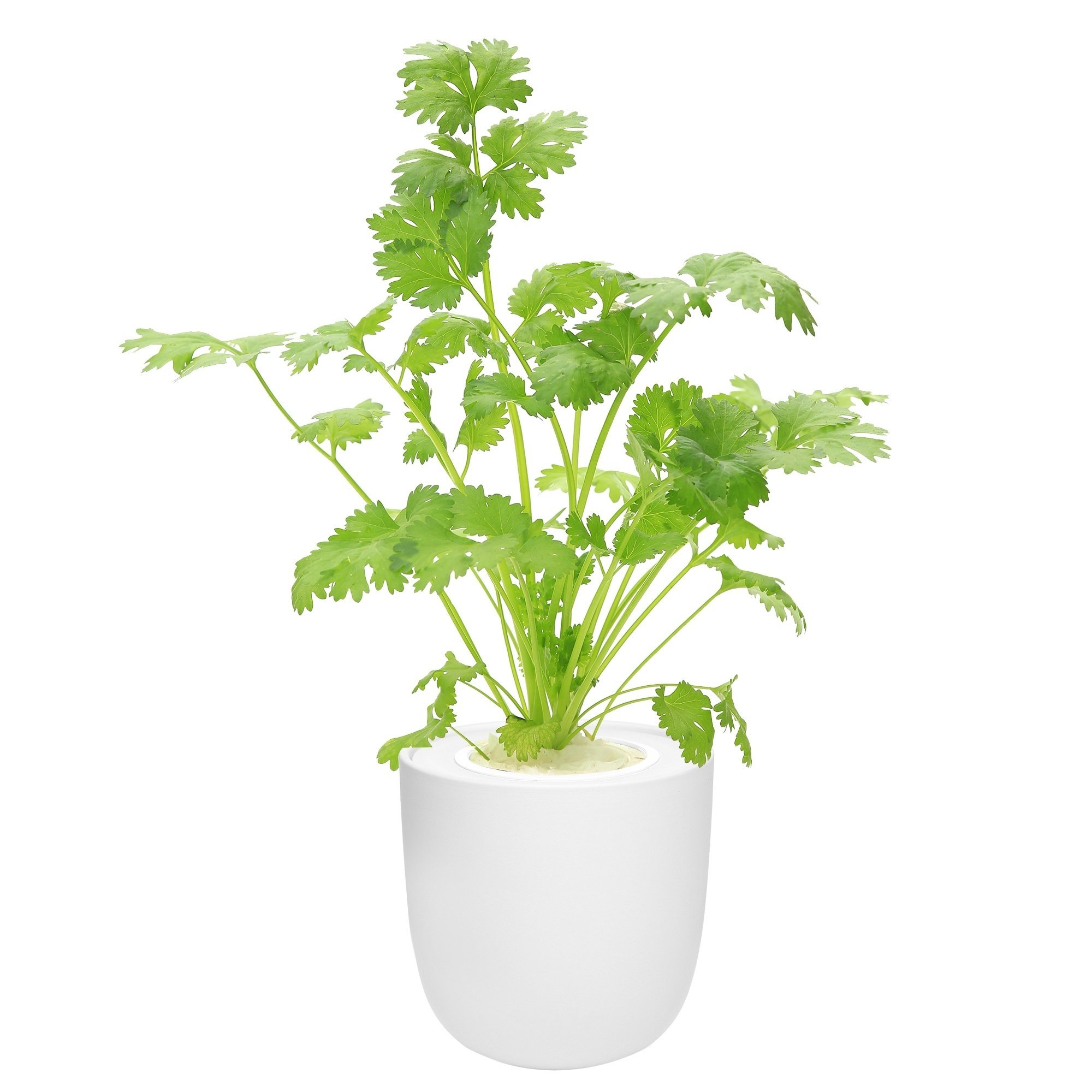 Cilantro