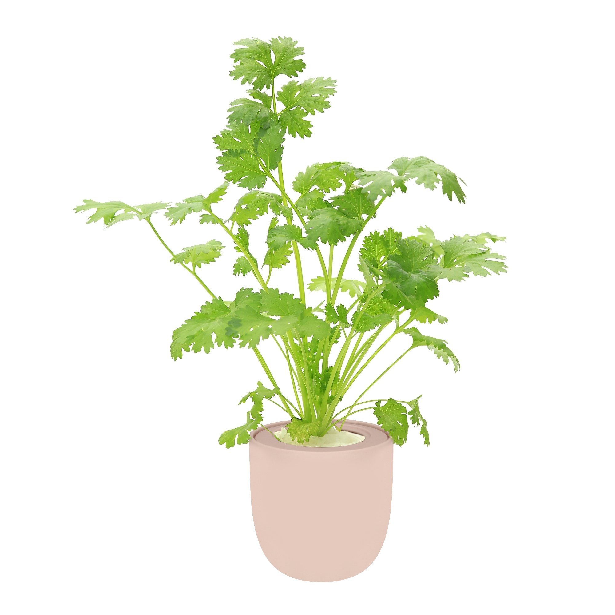 Cilantro Hydroponic Kit