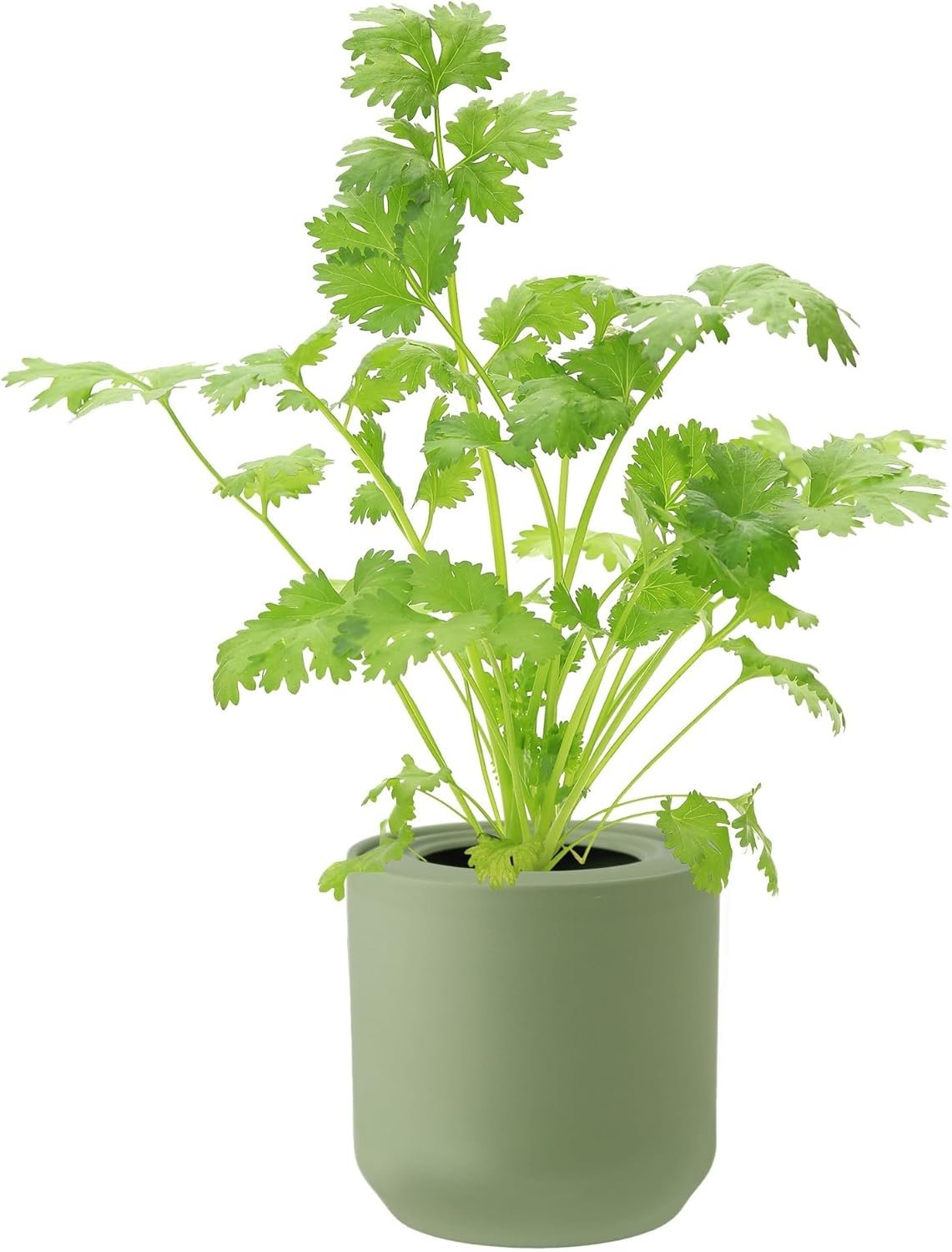 Cilantro Hydroponic Kit