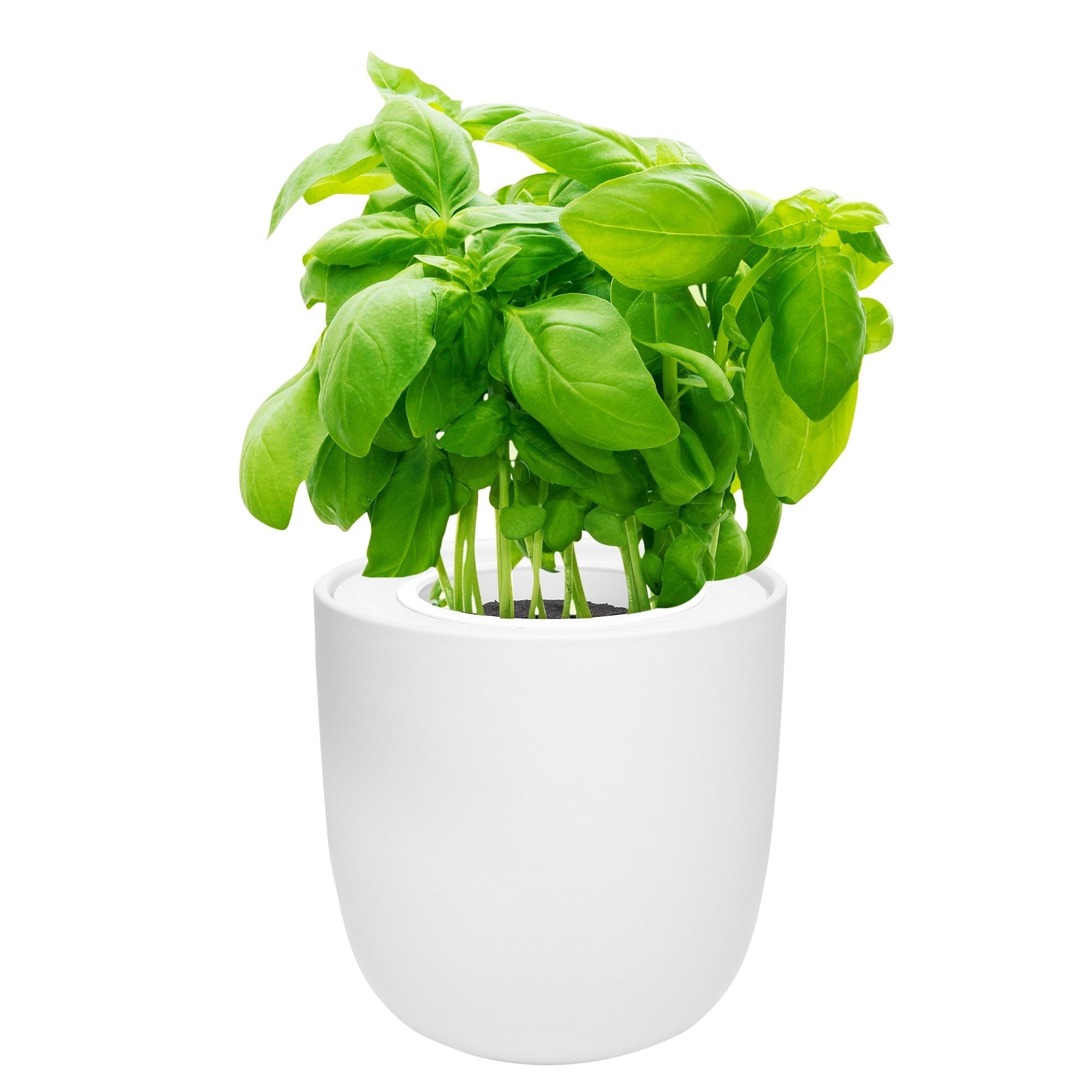 Basil Hydroponic Herb Kit