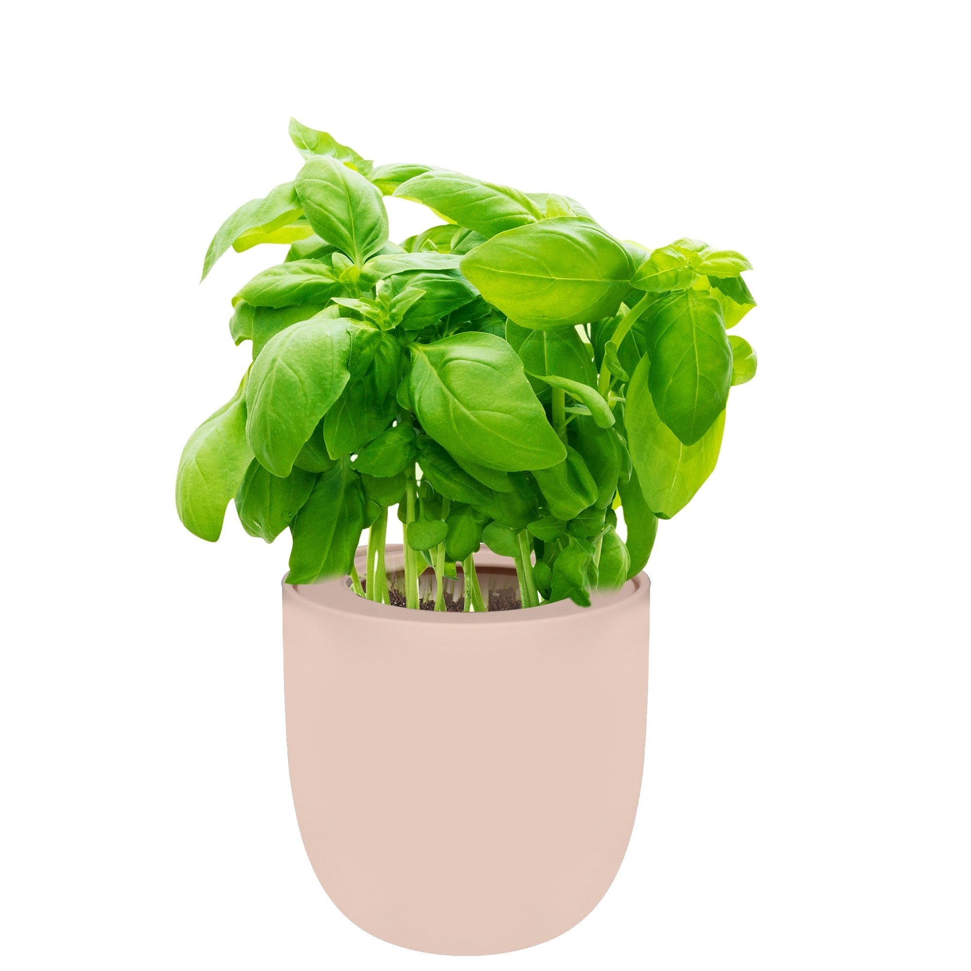 Basil Hydroponic Herb Kit