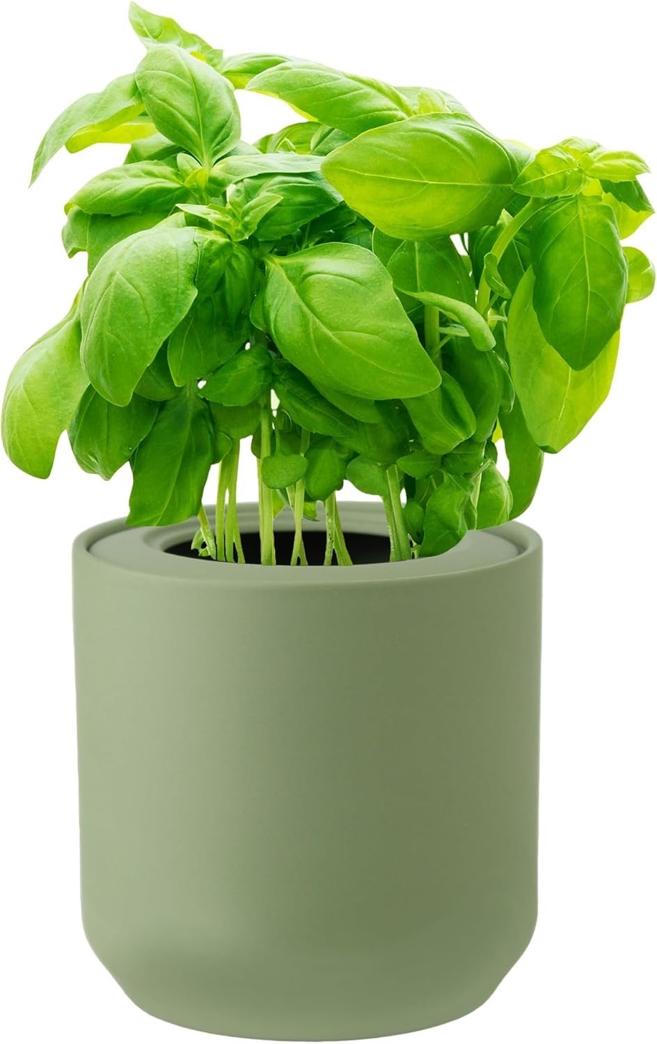 Basil Hydroponic Herb Kit