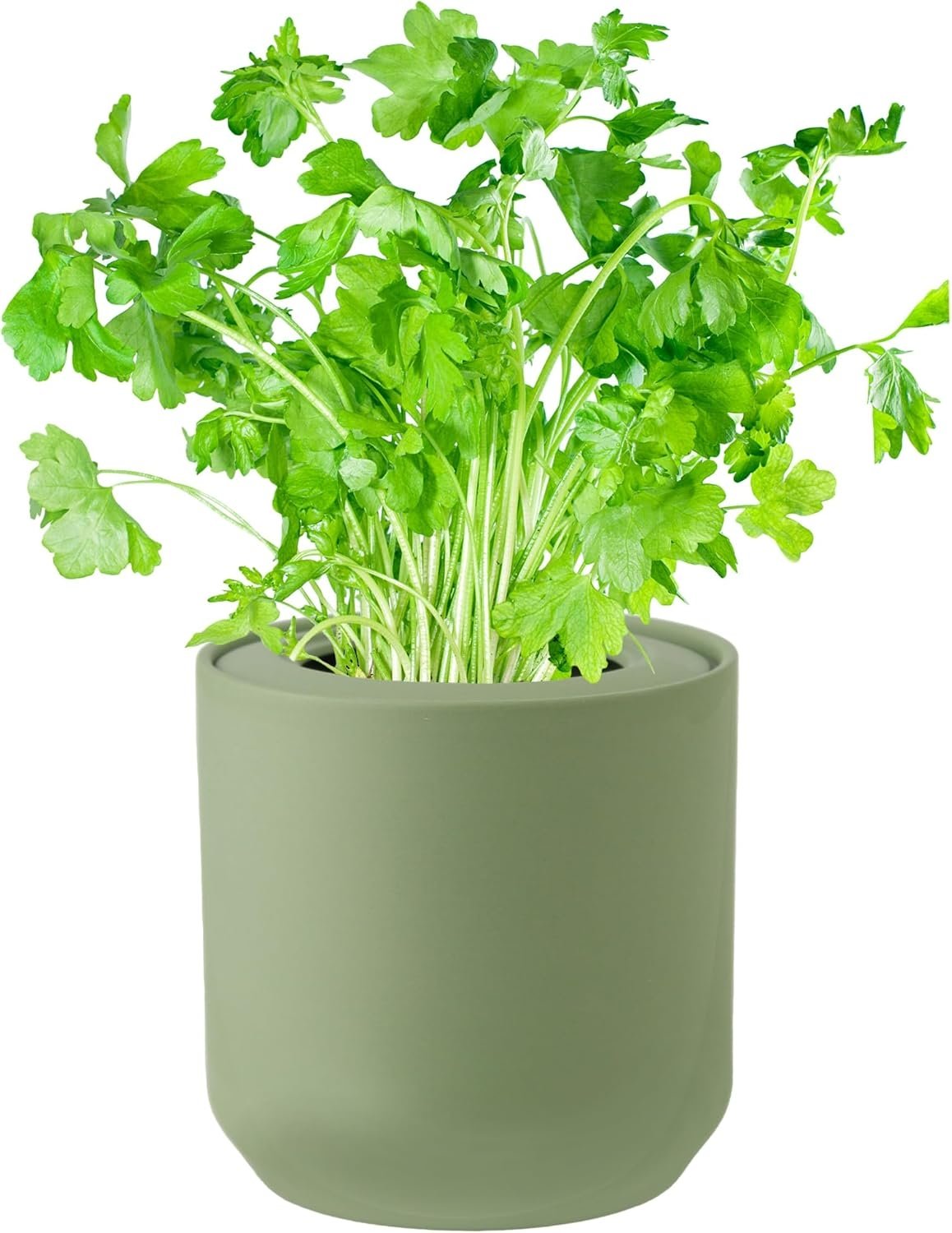 Parsley