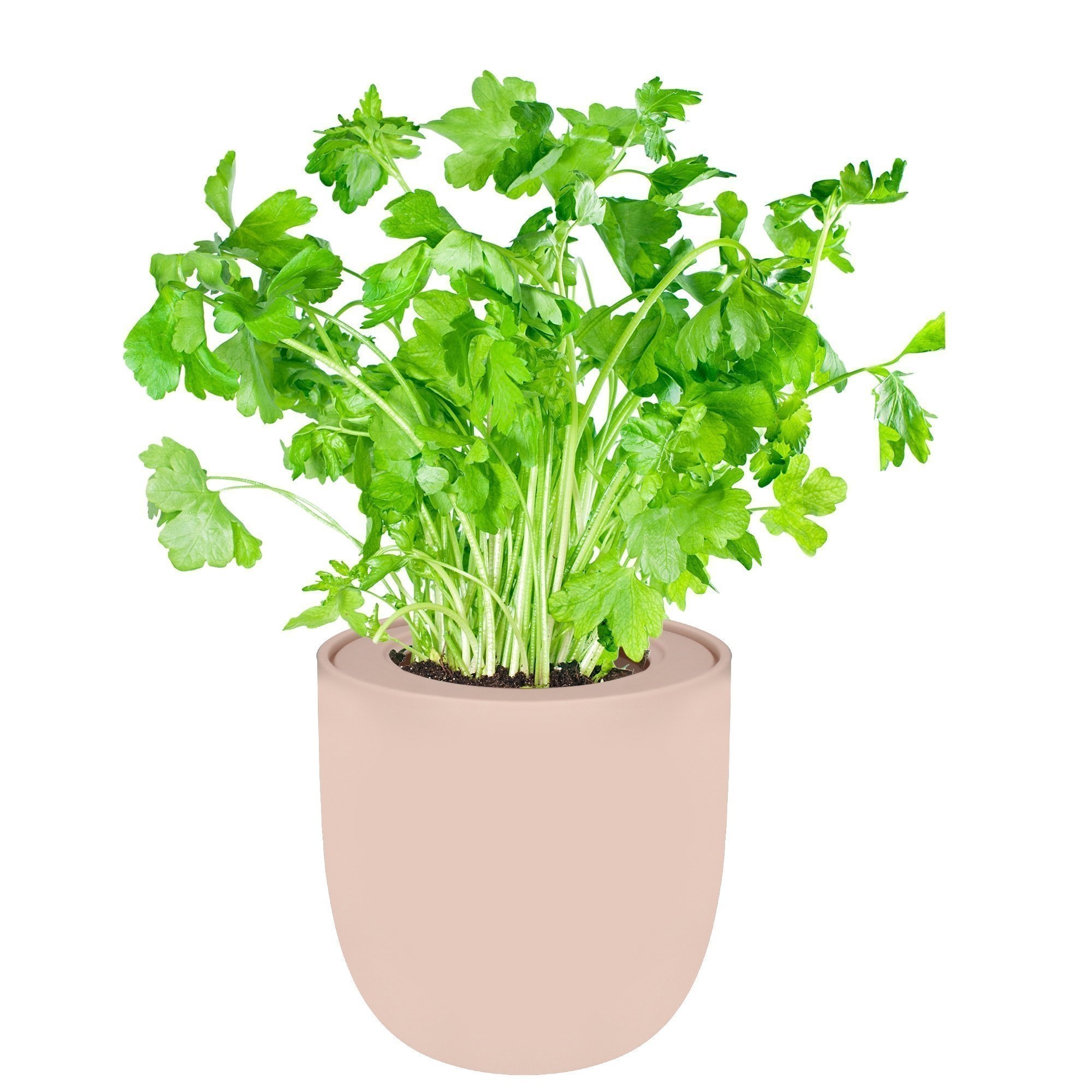 Parsley