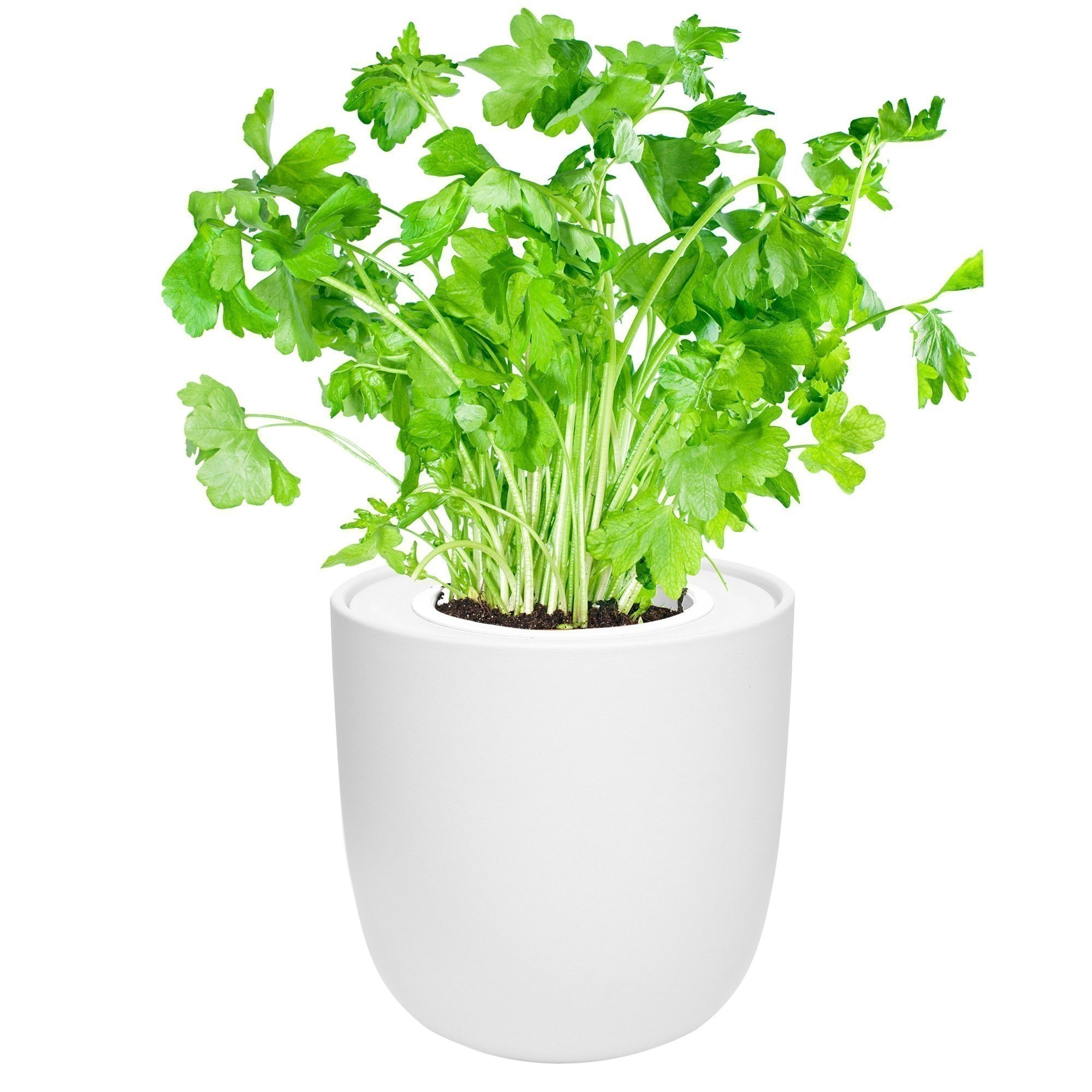 Parsley