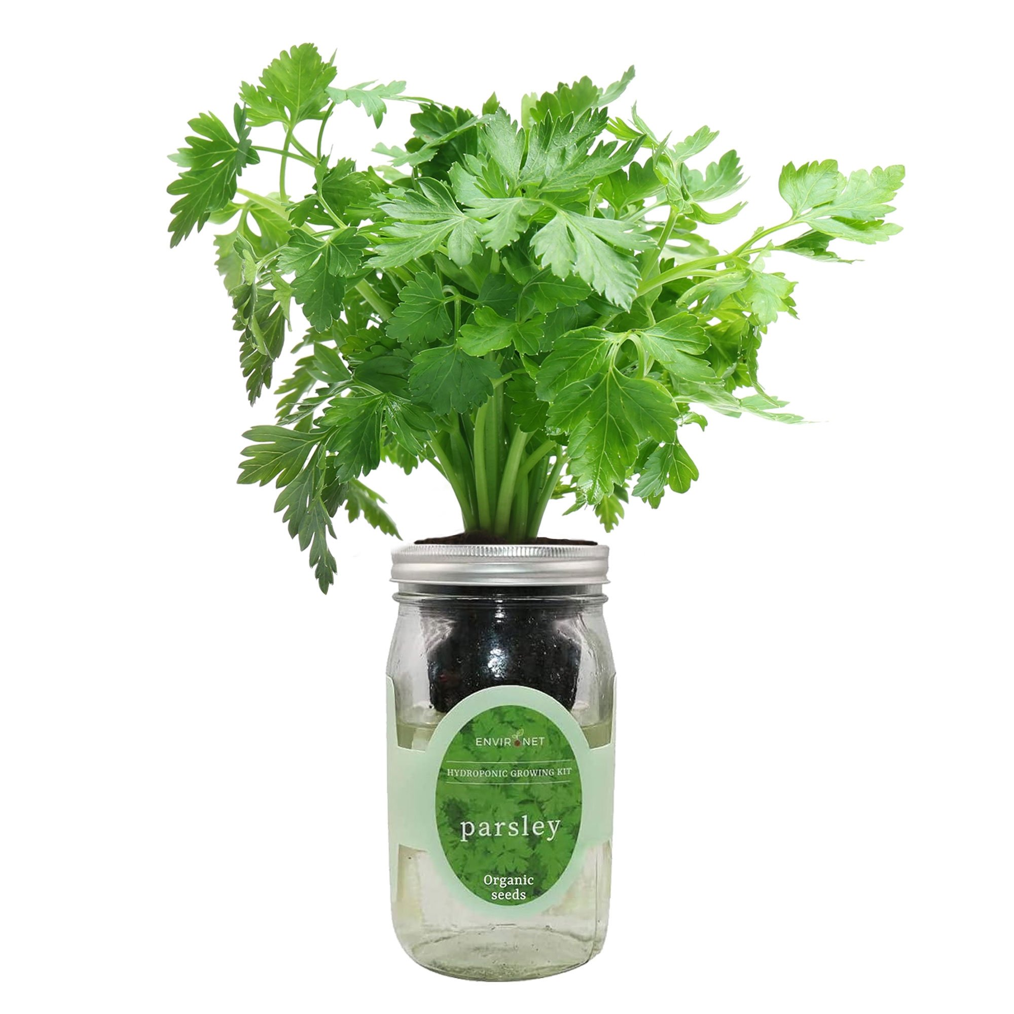 Parsley Hydroponic Kit