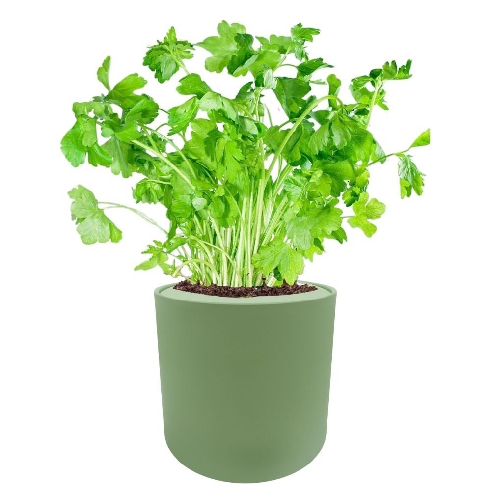 Parsley Hydroponic Kit