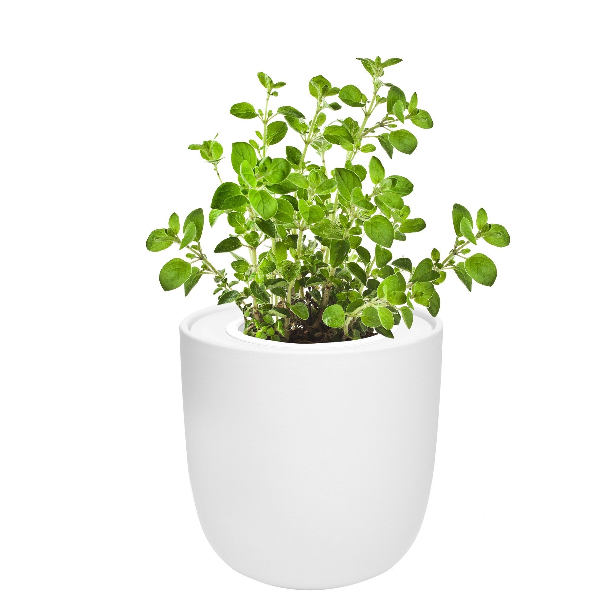 Oregano Hydroponic Kit