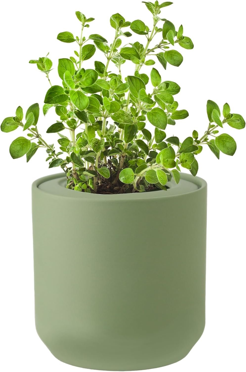 Oregano