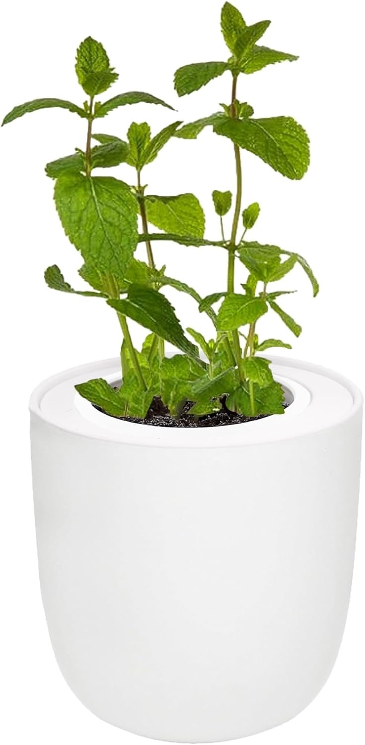 Mint Hydroponic Kit