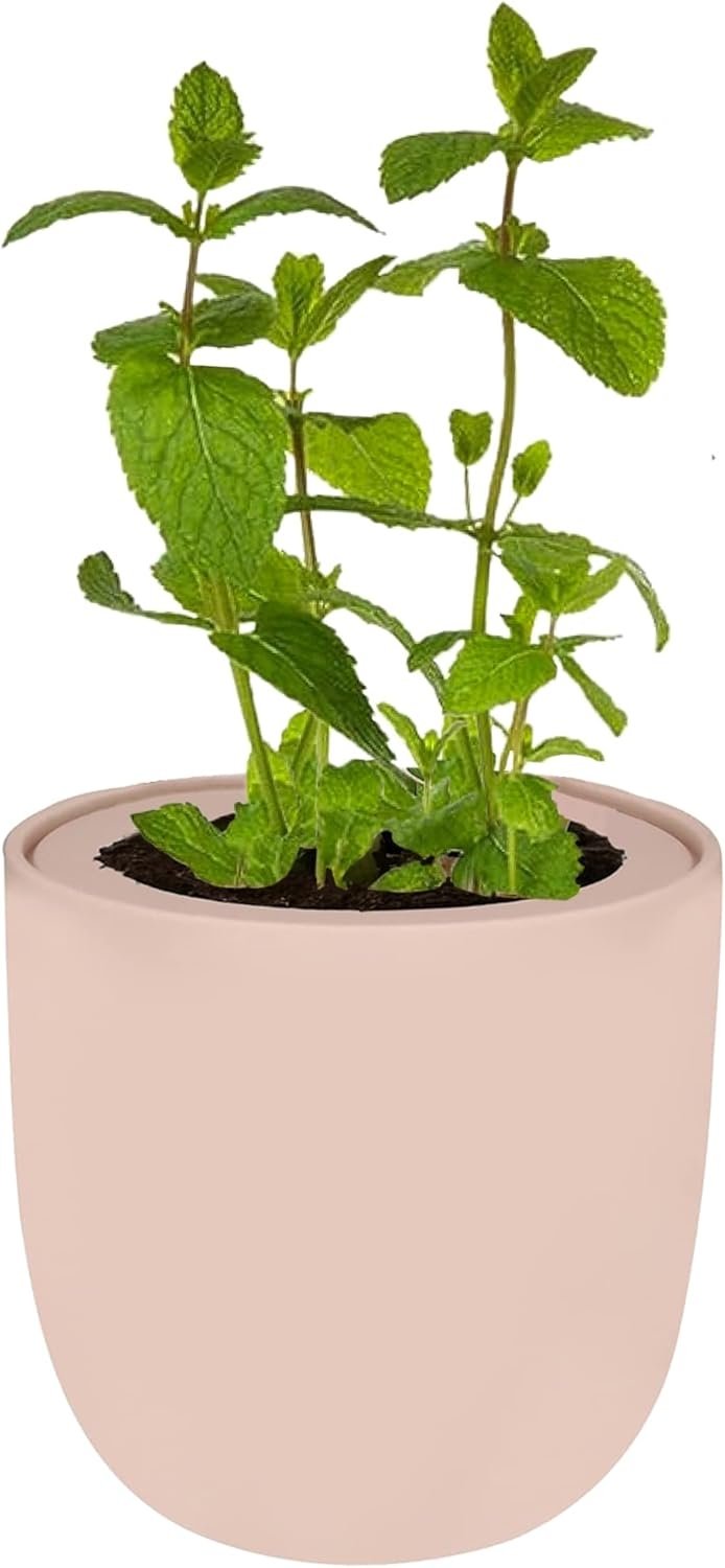 Mint Hydroponic Kit