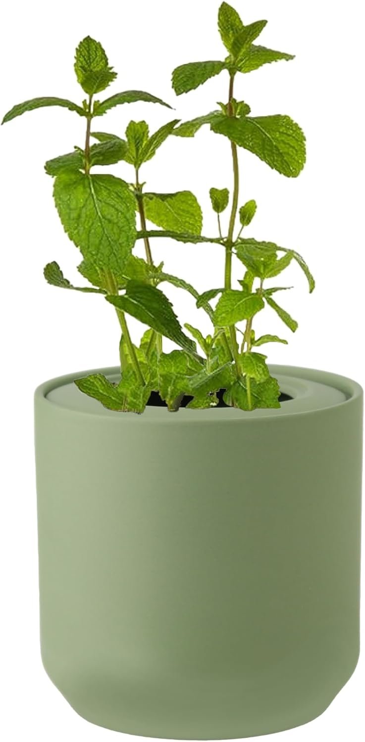 Mint Hydroponic Kit