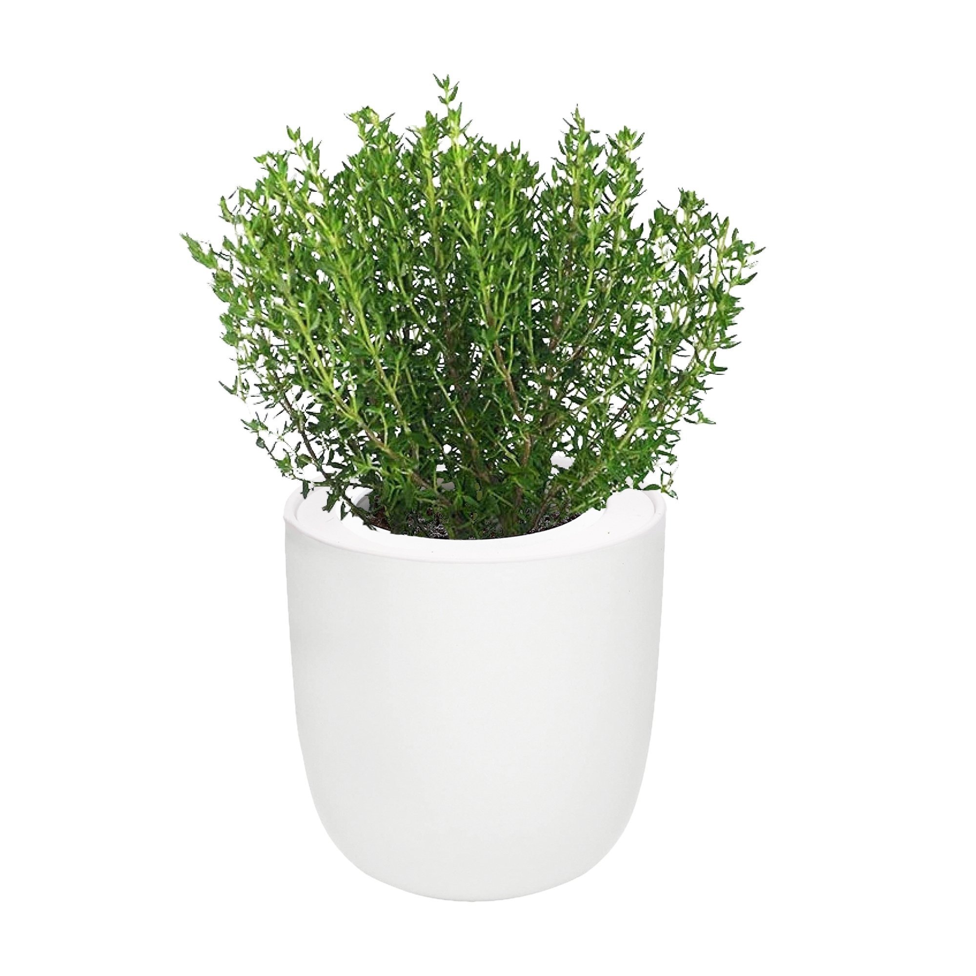 Thyme Hydroponic Kit