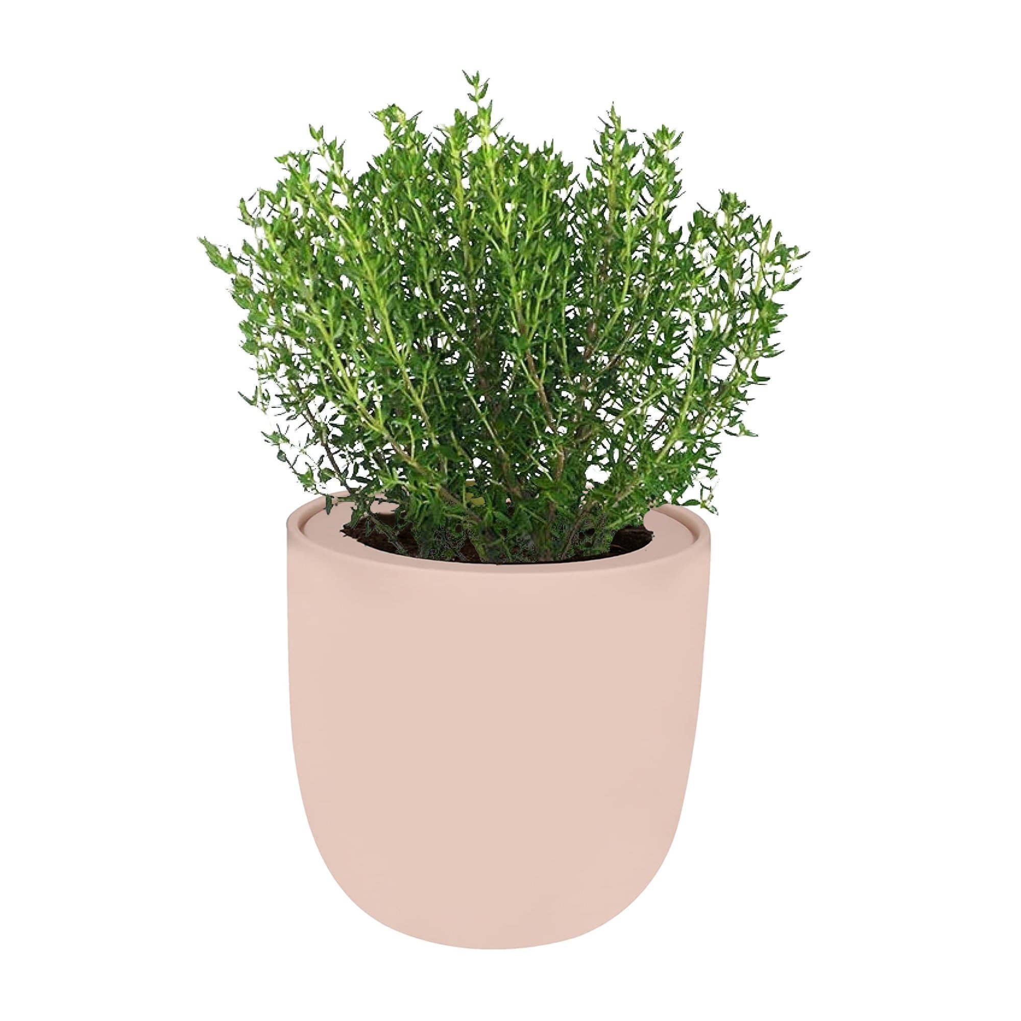 Thyme Hydroponic Kit