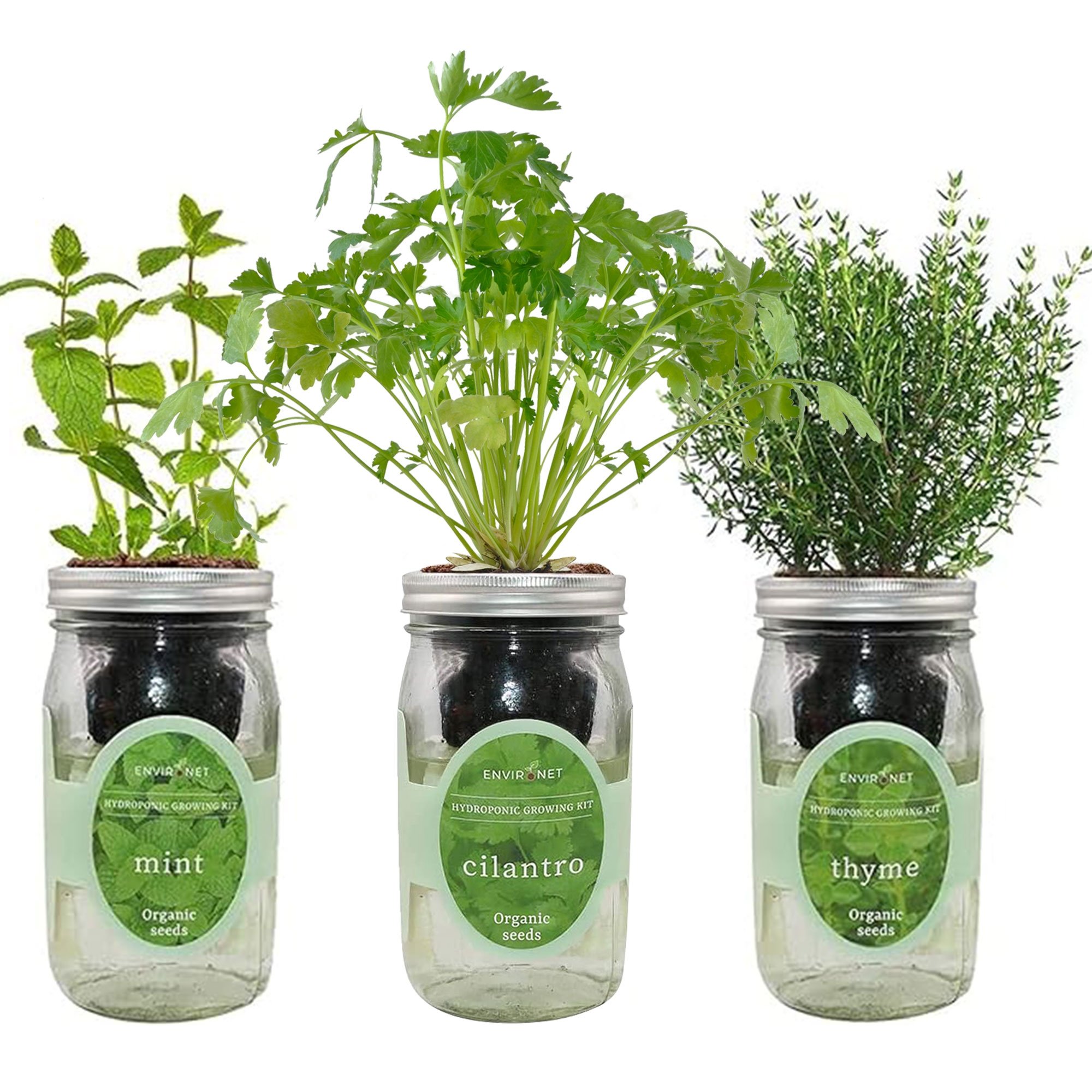 Herb Garden Trio - Mason Jar Hydroponic Kit Set with Organic Seeds (Mint, Cilantro and Thyme)