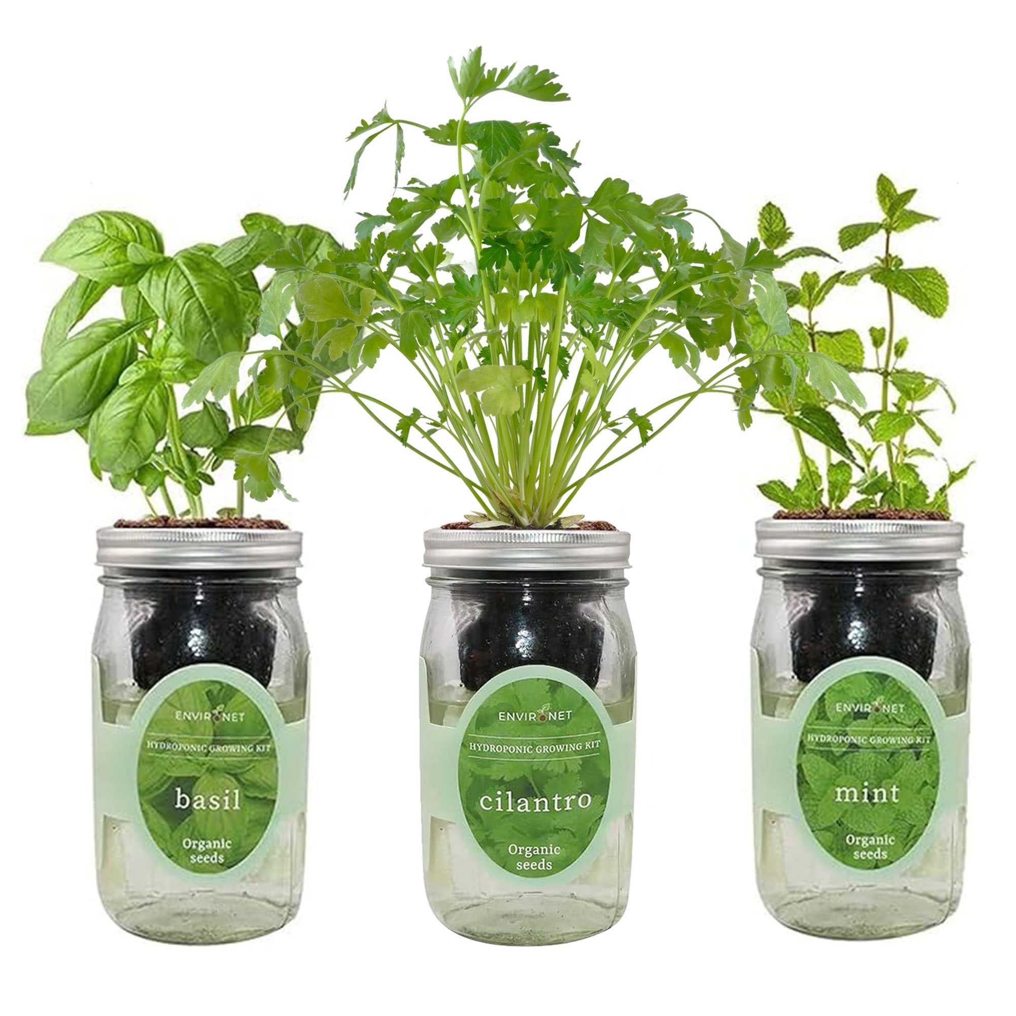 Herb Garden Trio - Mason Jar Hydroponic Kit Set with Organic Seeds(Basil, Cilantro and Mint)