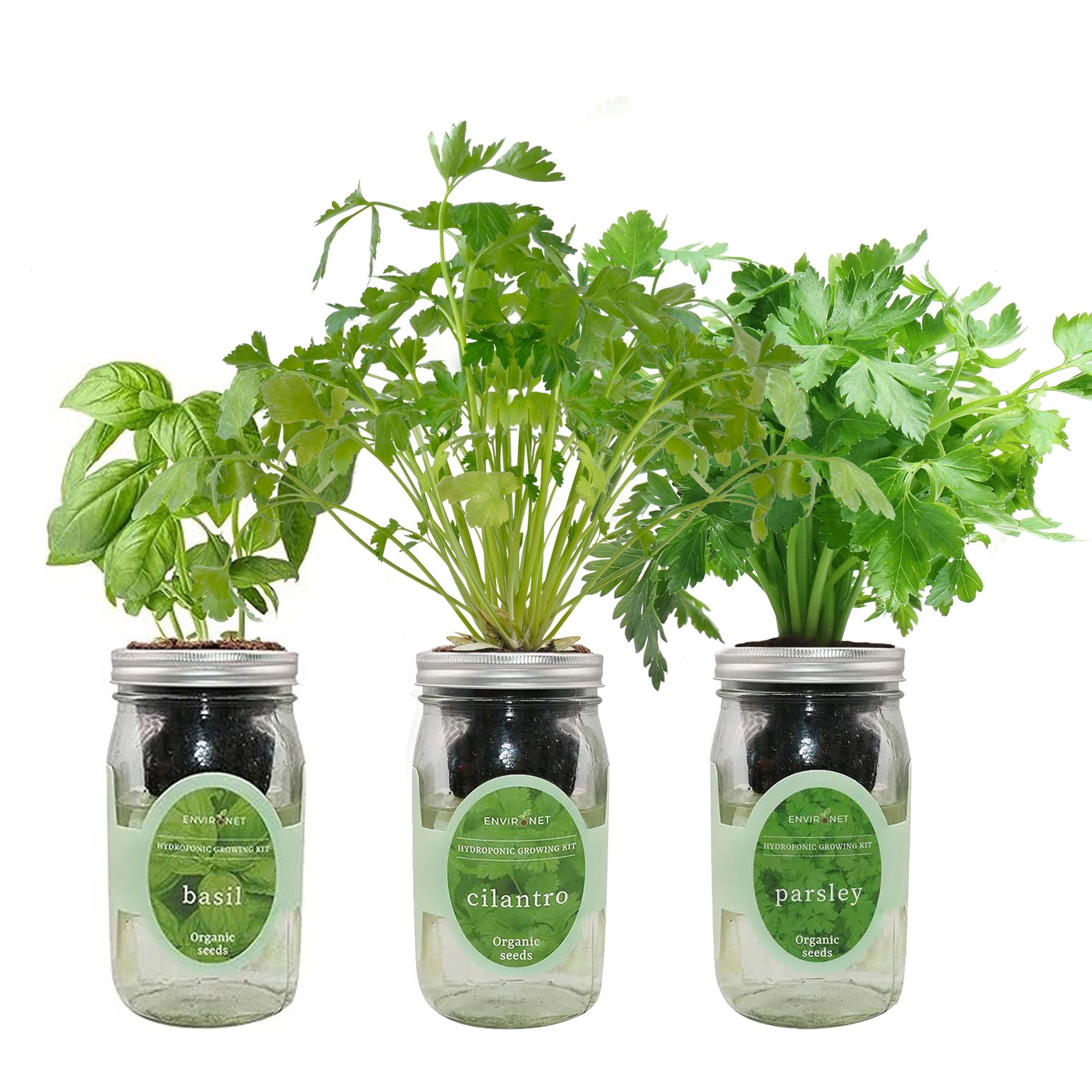 Herb Garden Trio - Mason Jar Hydroponic Kit Set with Organic Seeds(Basil, Cilantro and Parsley)