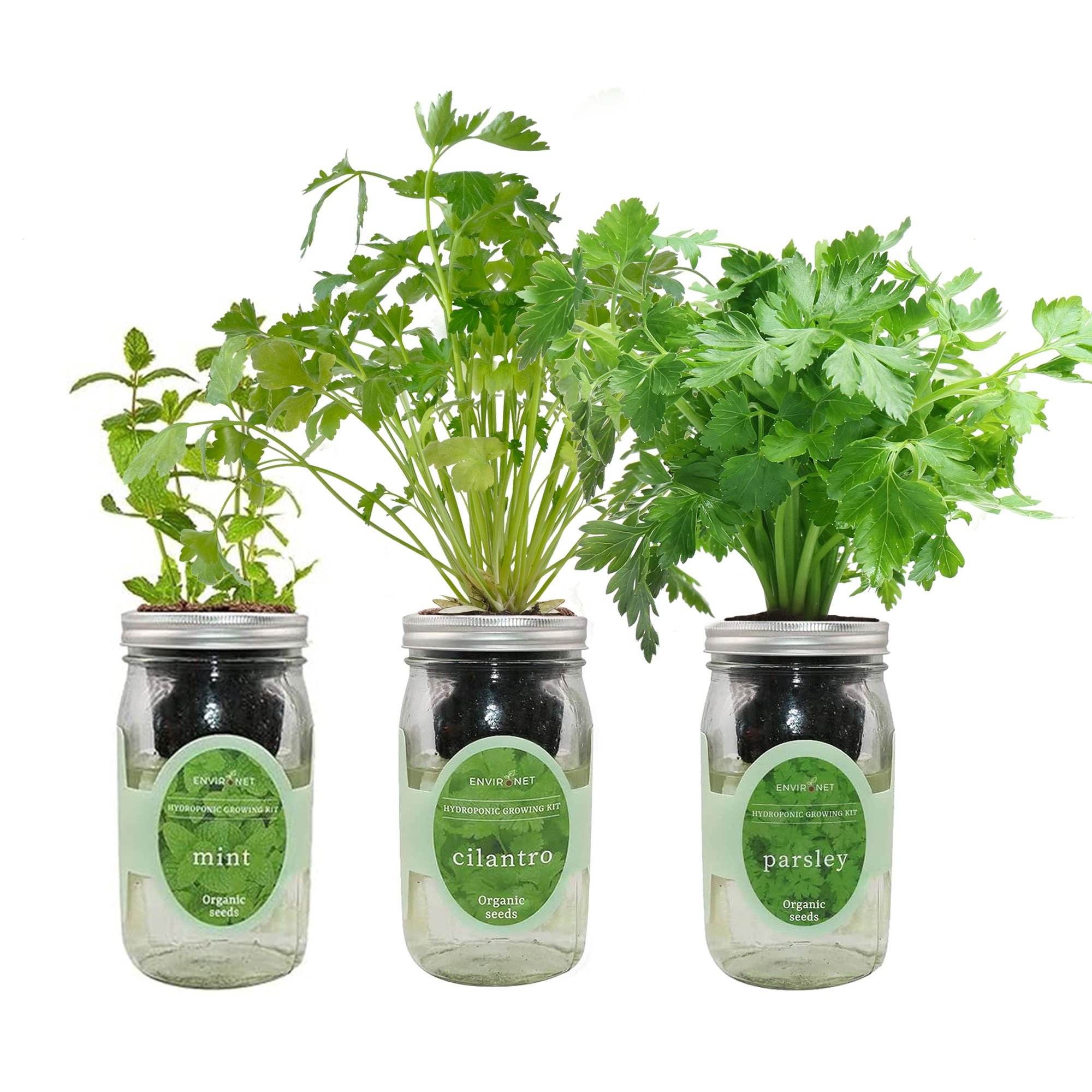 Herb Garden Trio - Mason Jar Hydroponic Kit Set with Organic Seeds (Mint, Cilantro and Parsley)