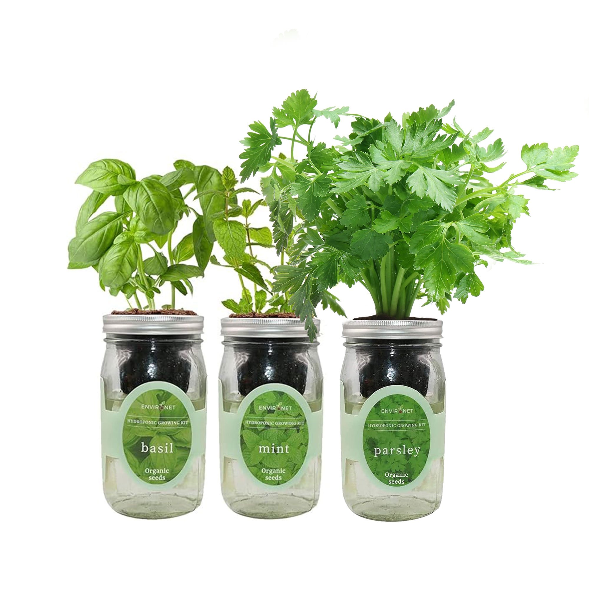 Herb Garden Trio - Mason Jar Hydroponic Kit Set with Organic Seeds (Basil, Mint and Parsley)