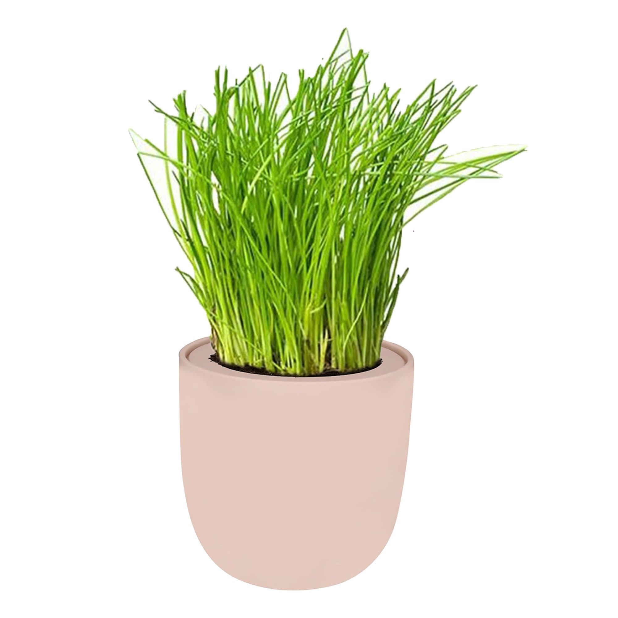 Chives Hydroponic Kit