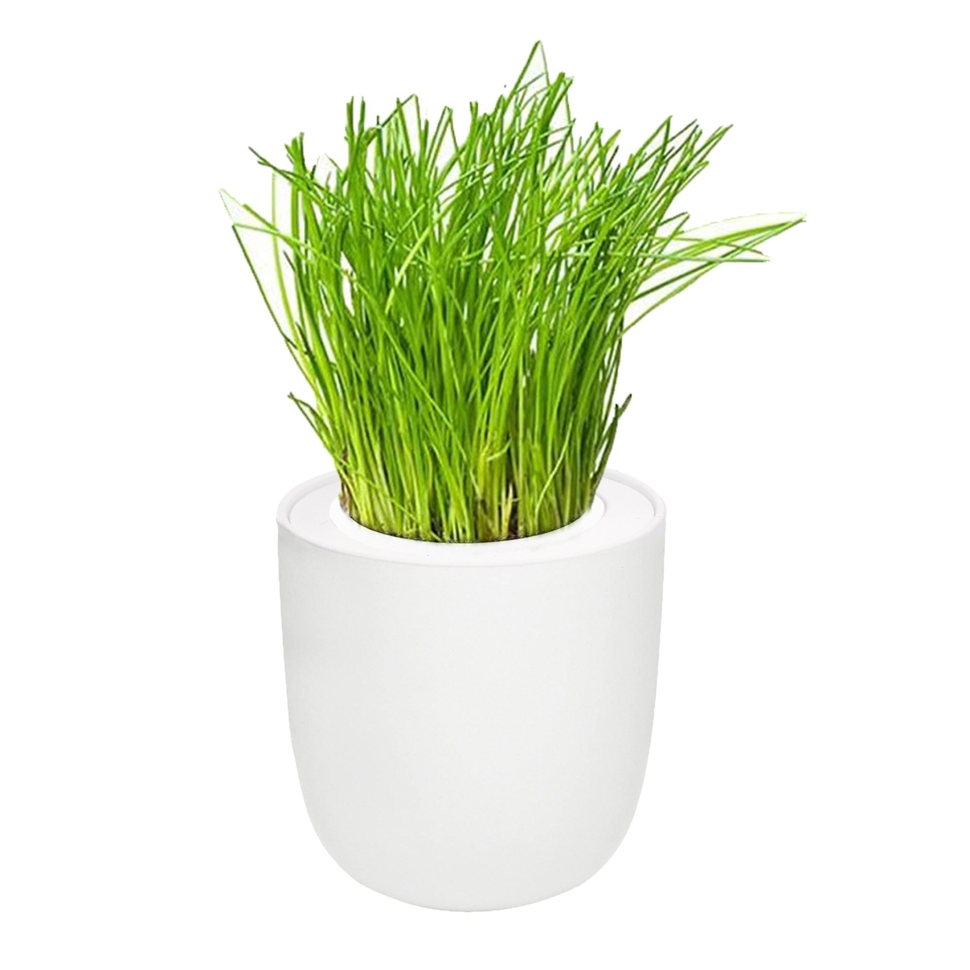 Chives Hydroponic Kit