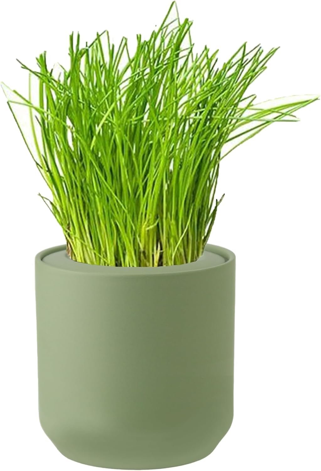 Chives Hydroponic Kit