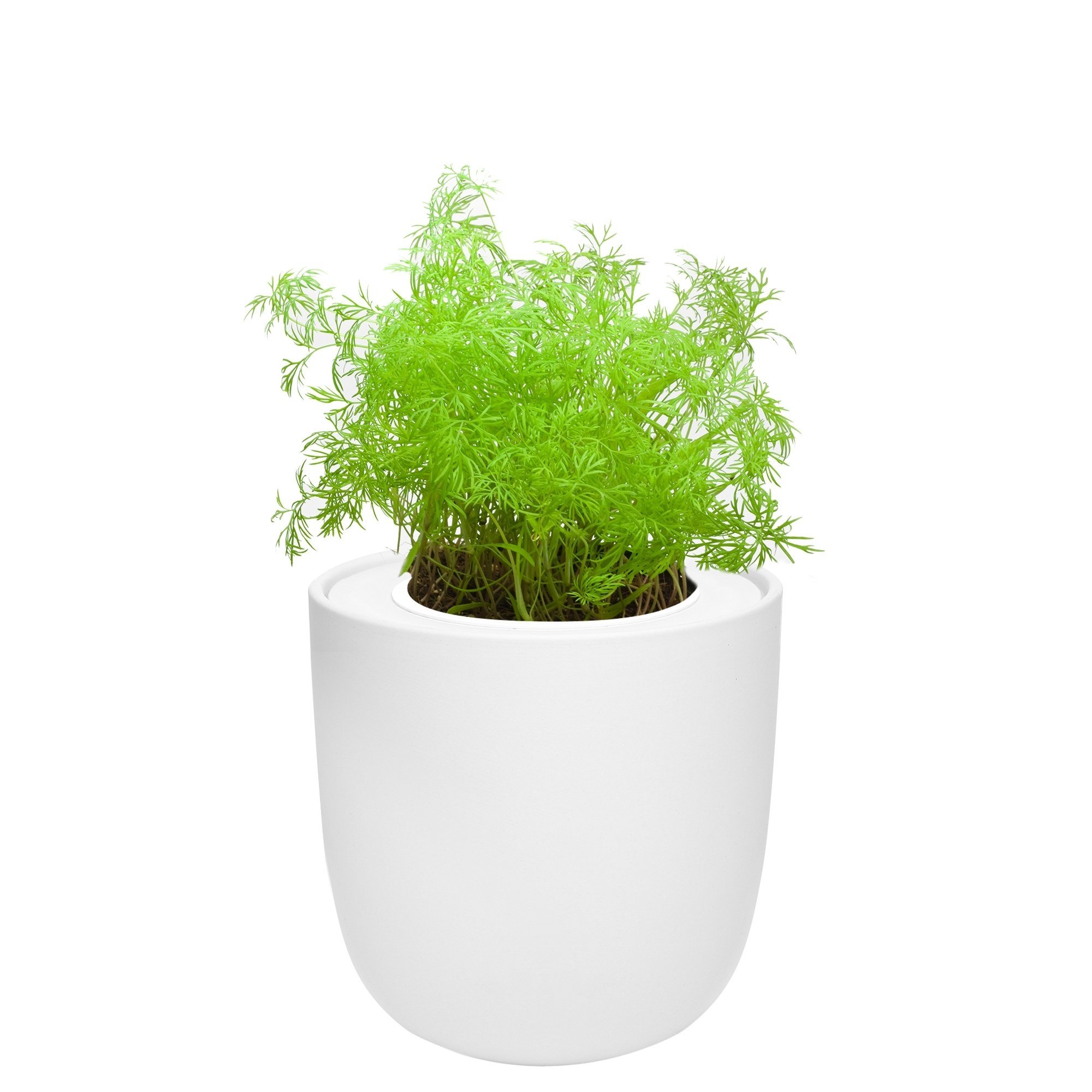 Dill Hydroponic Kit