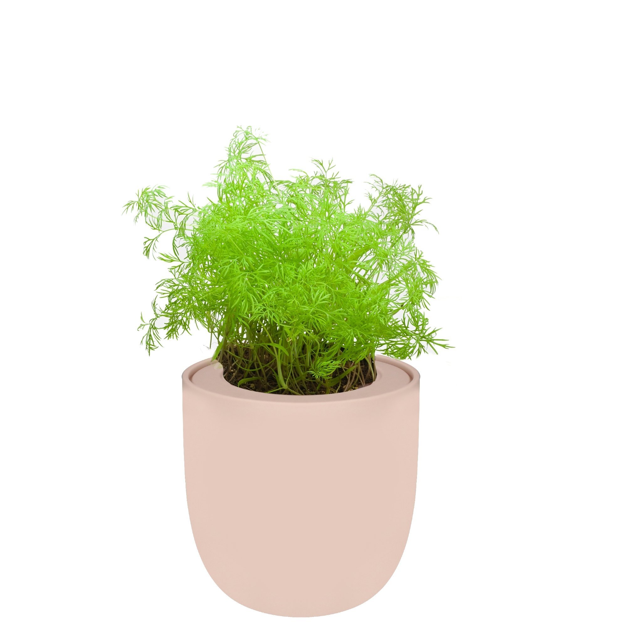 Dill Hydroponic Kit