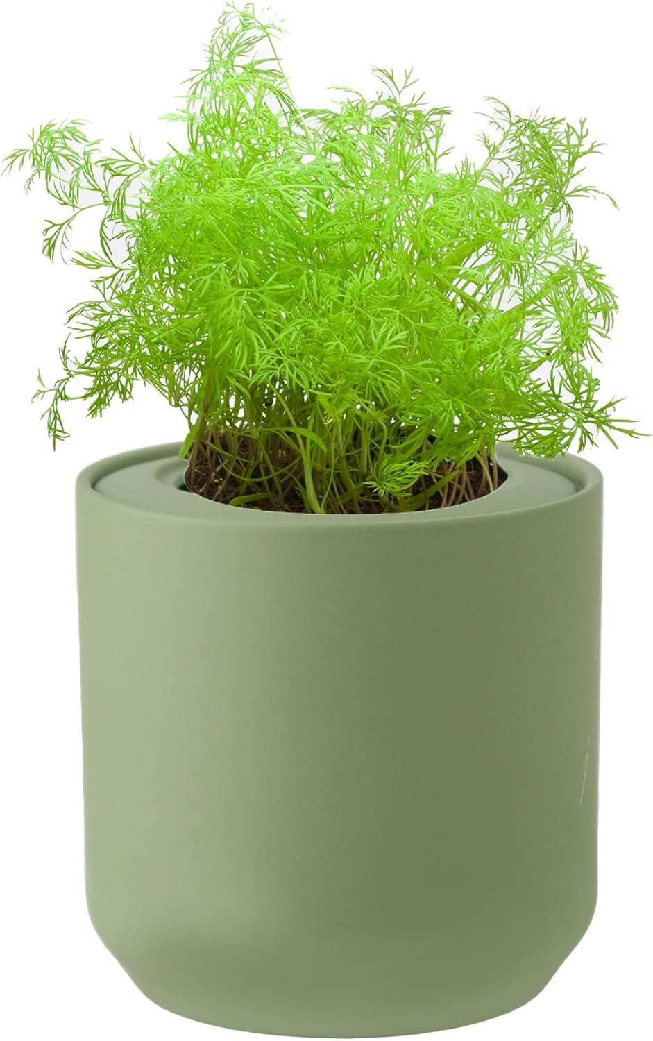 Dill Hydroponic Kit