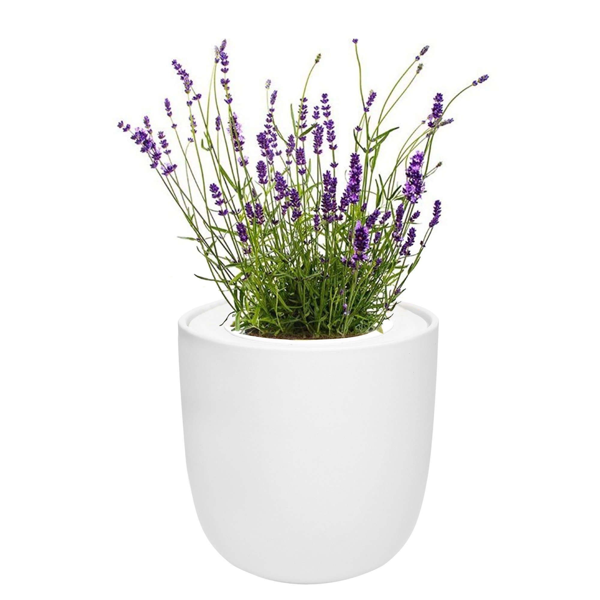 Lavender Hydroponic Herb Kit