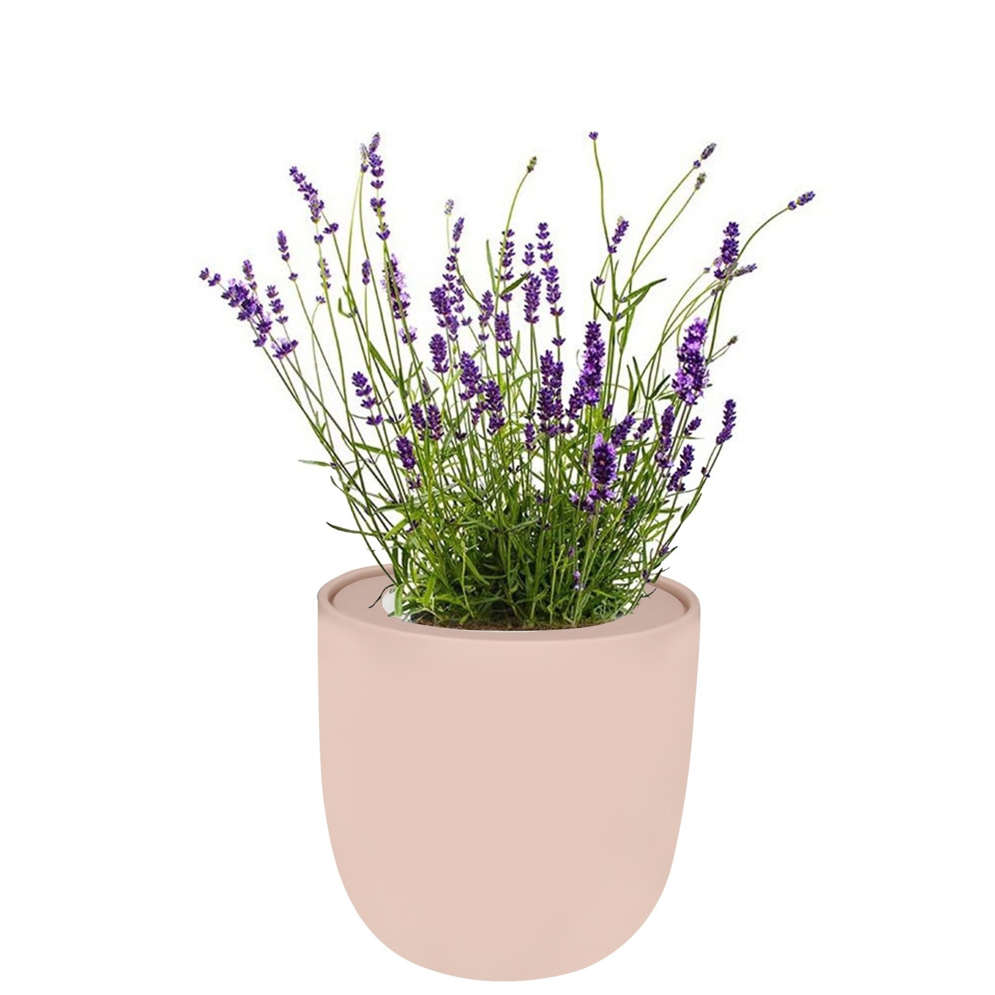 Lavender Hydroponic Herb Kit