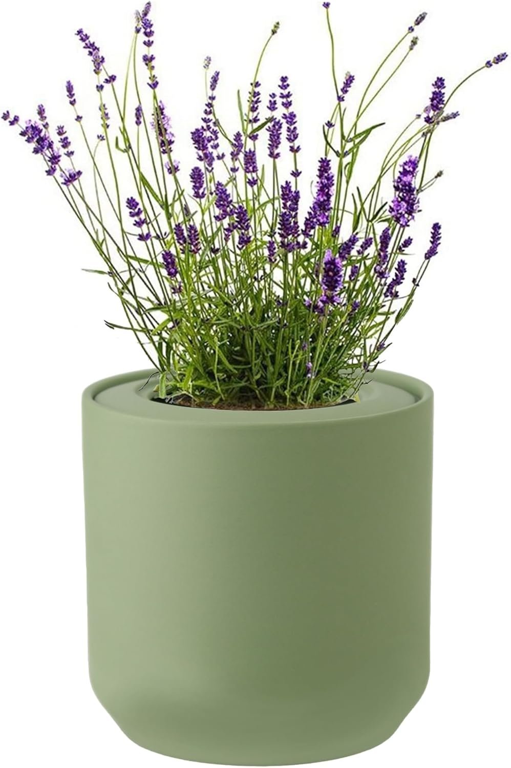 Lavender Hydroponic Herb Kit