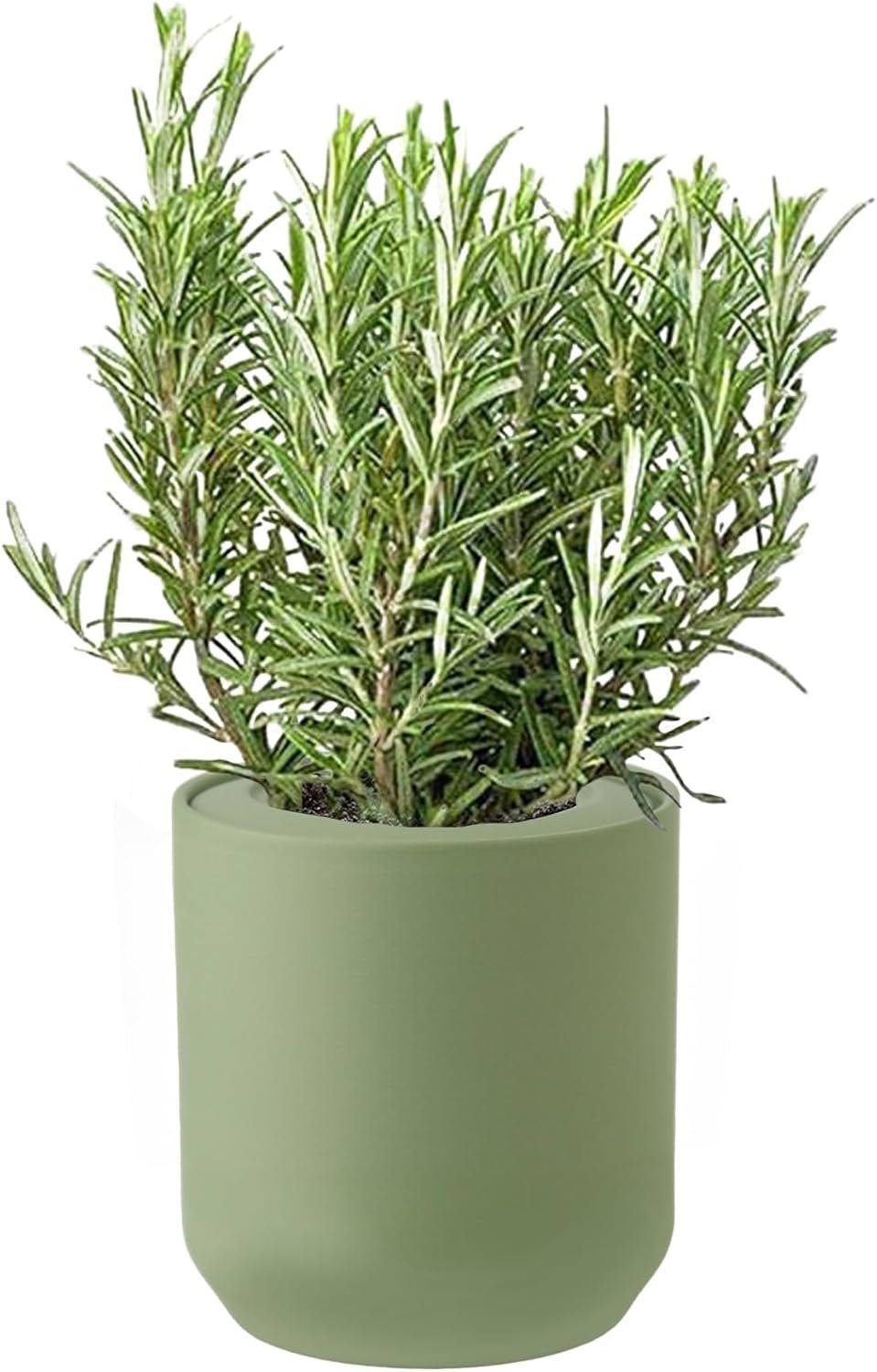 Rosemary