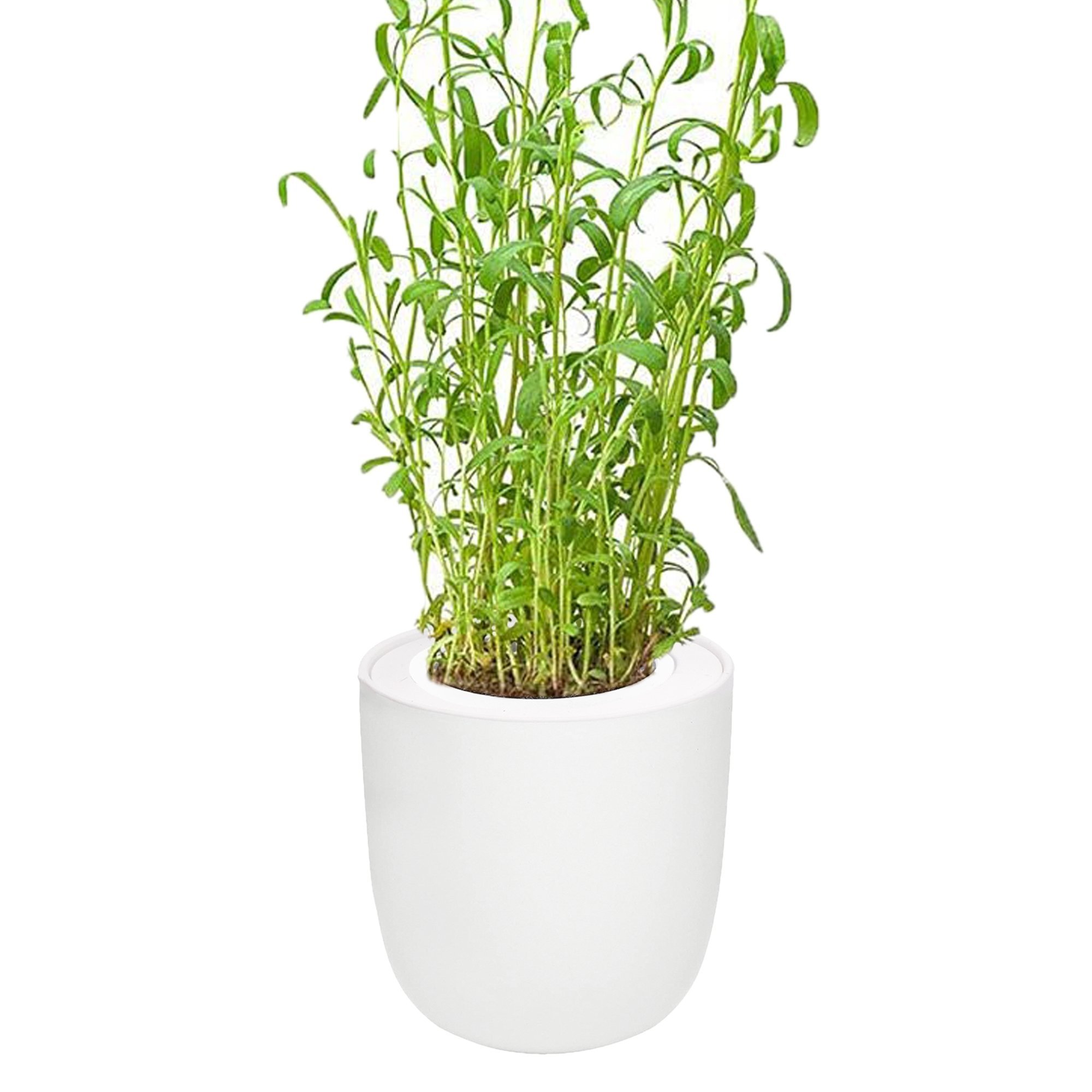 Tarragon Hydroponic Kit