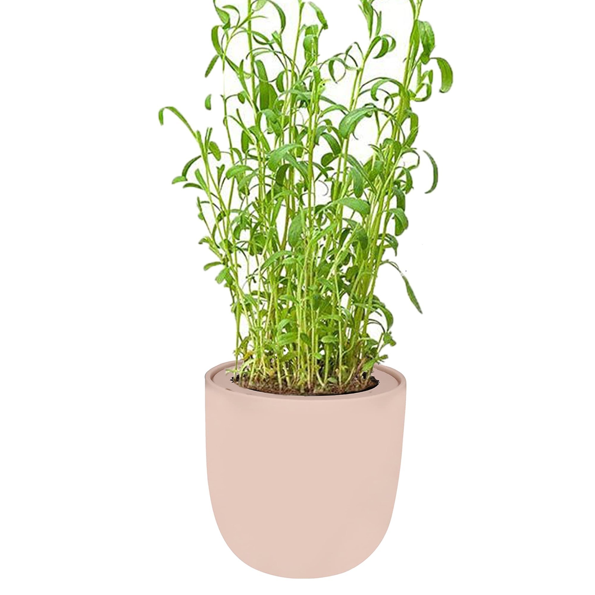 Tarragon Hydroponic Kit