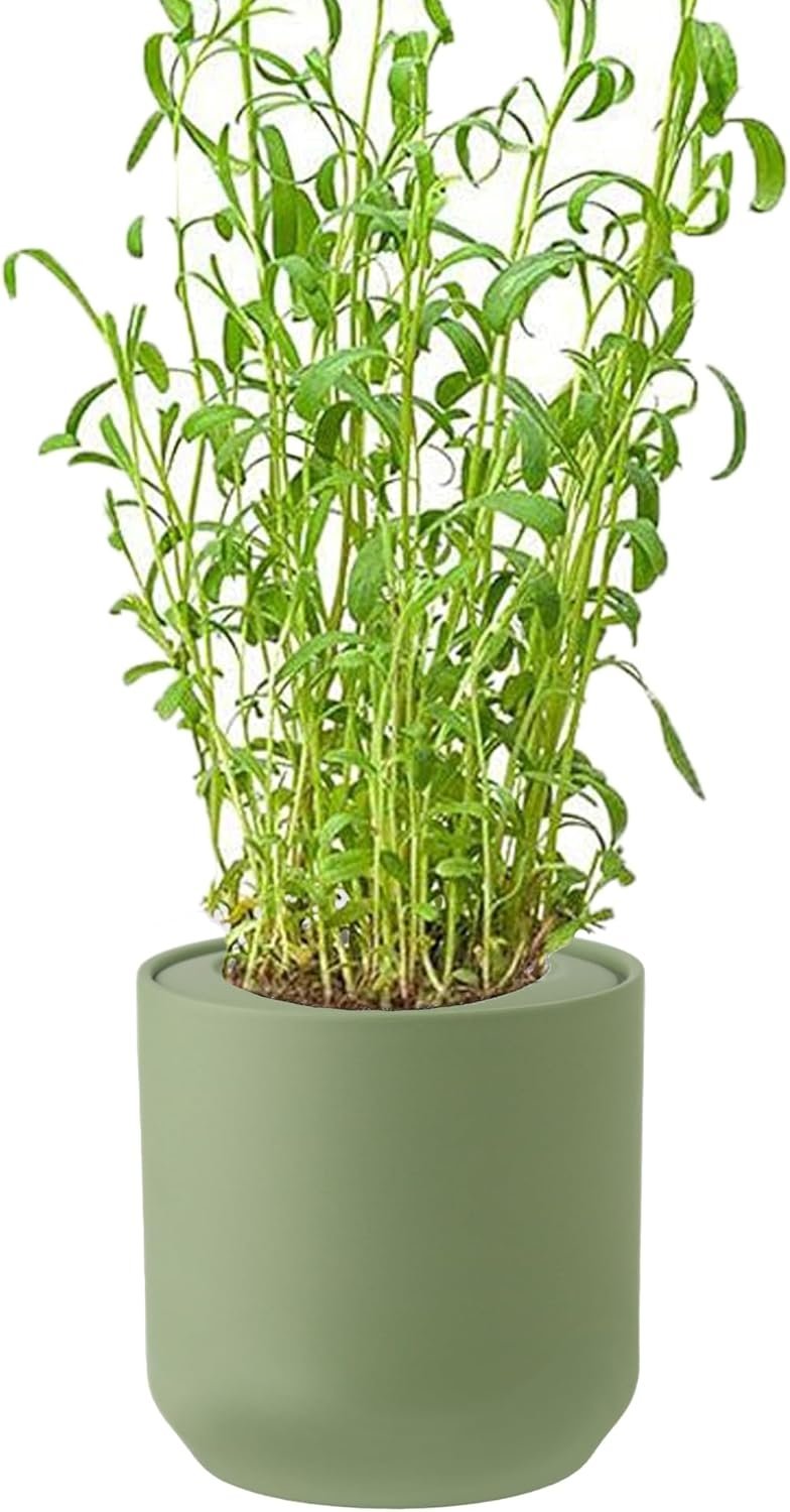 Tarragon