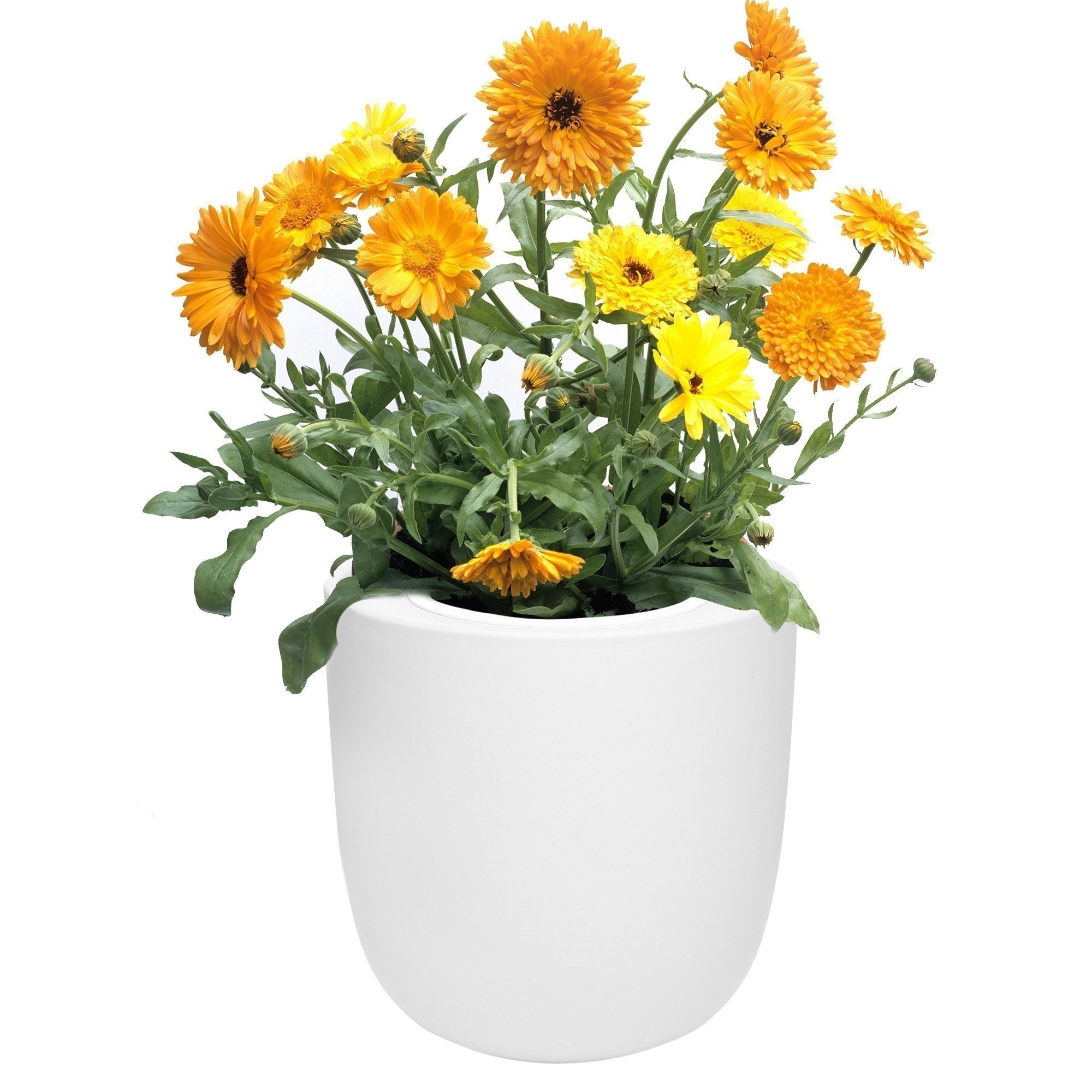 Calendula