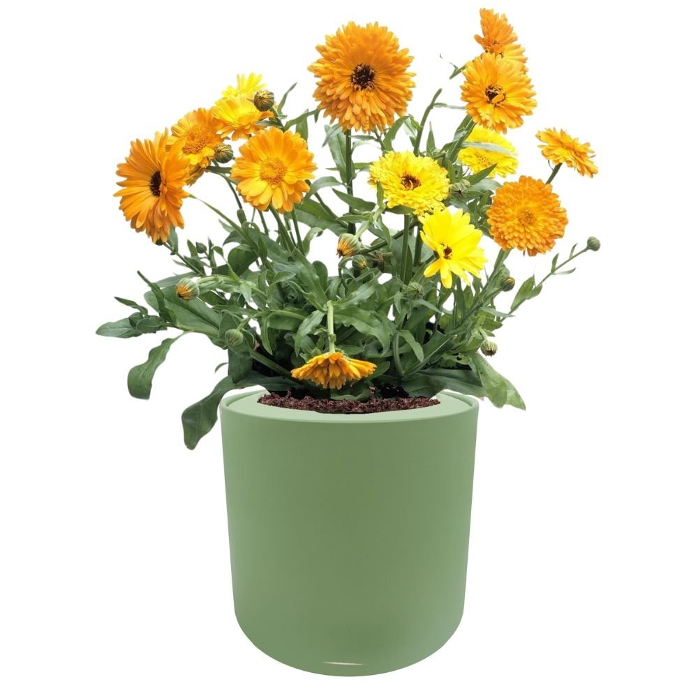 Calendula Hydroponic Kit