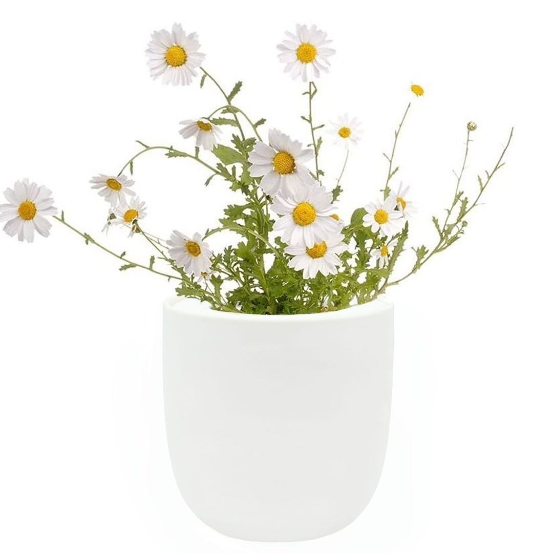 Chamomile Hydroponic Kit